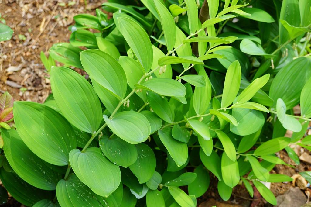 我见到的山东本土植物和园林栽培植物(303)玉竹