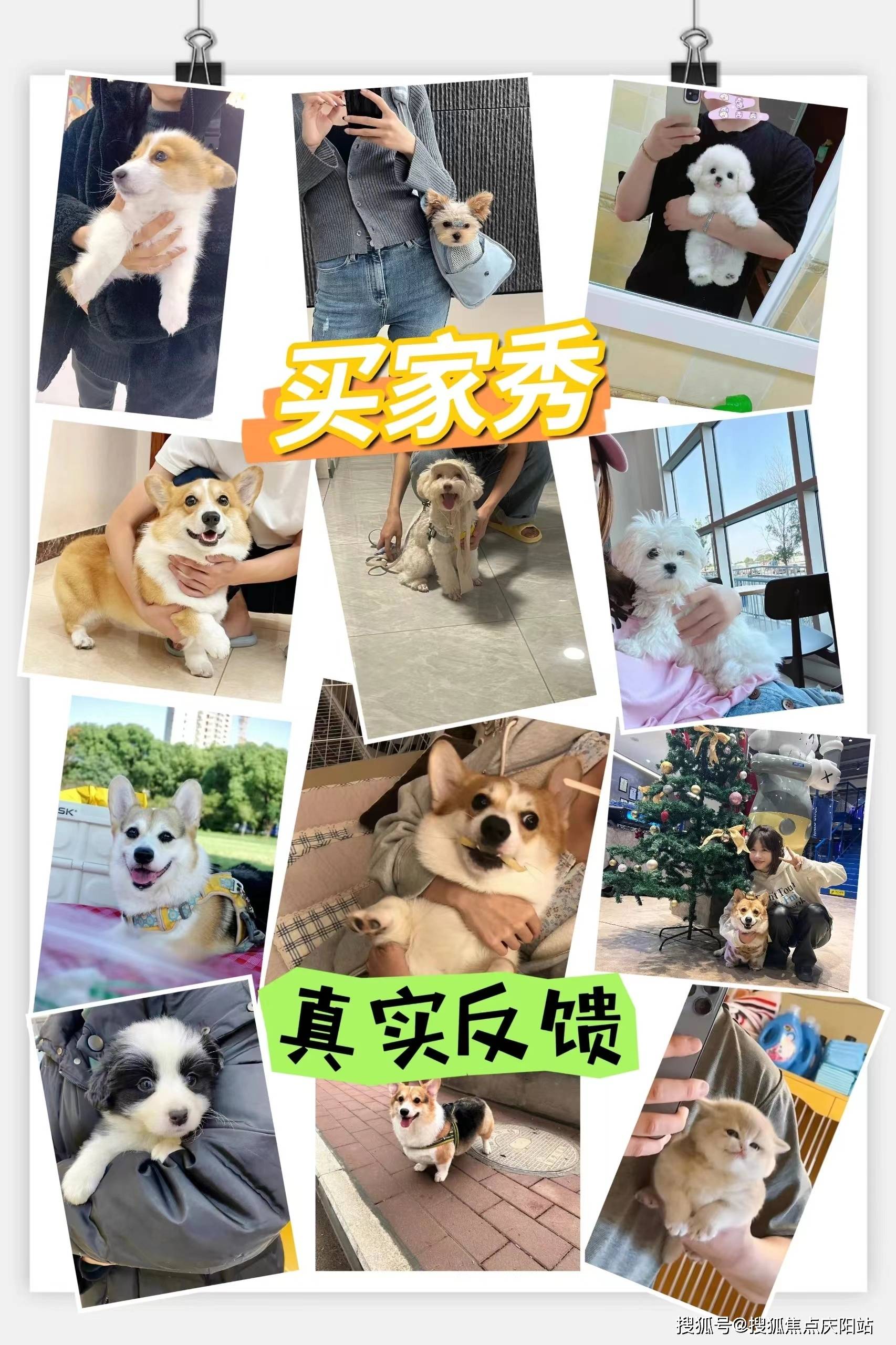 福州买阿拉斯加犬首页网站(福州仓山区)哪里有阿拉斯加犬出售