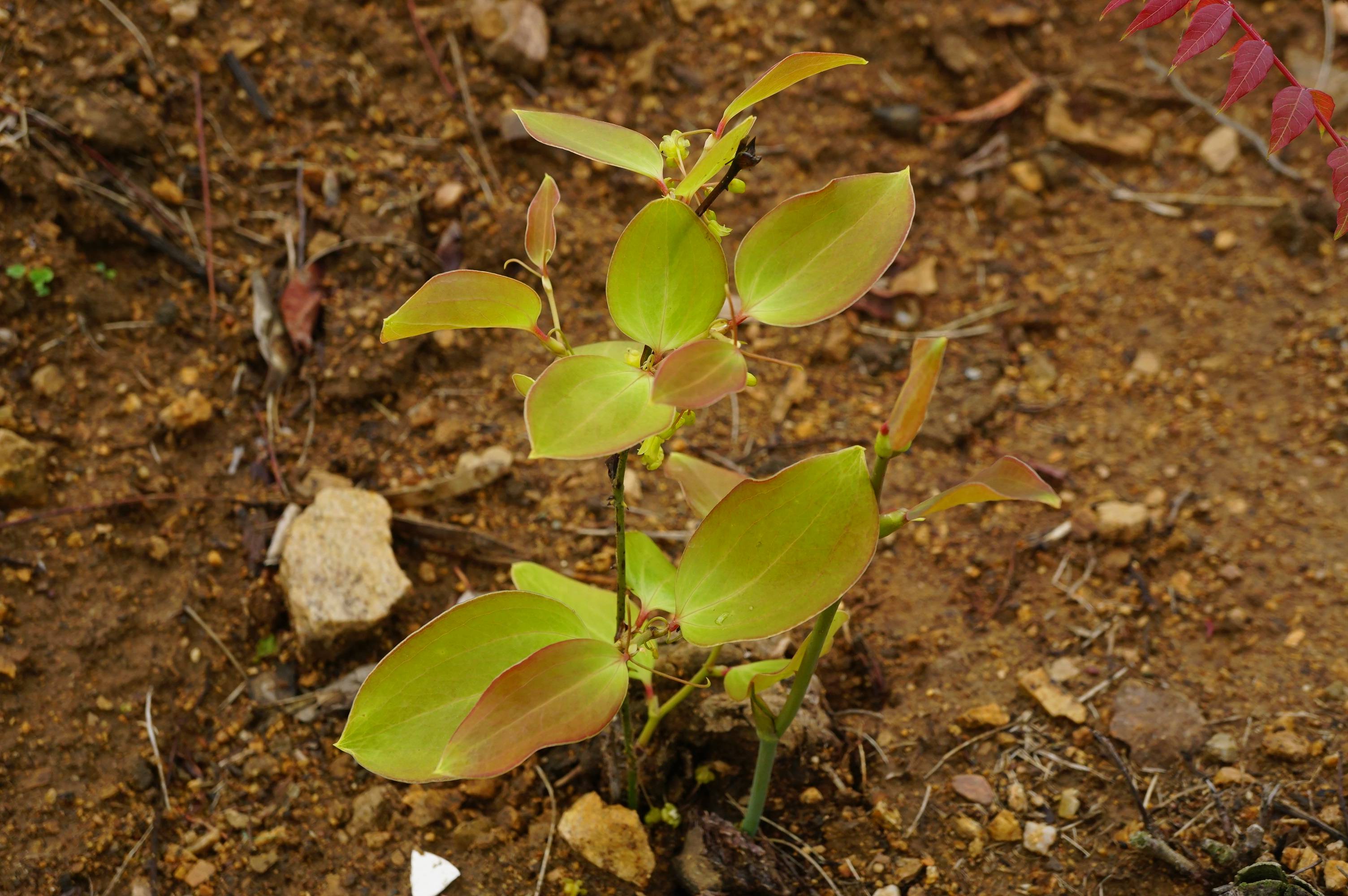 我见到的山东本土植物和园林栽培植物(299)菝葜