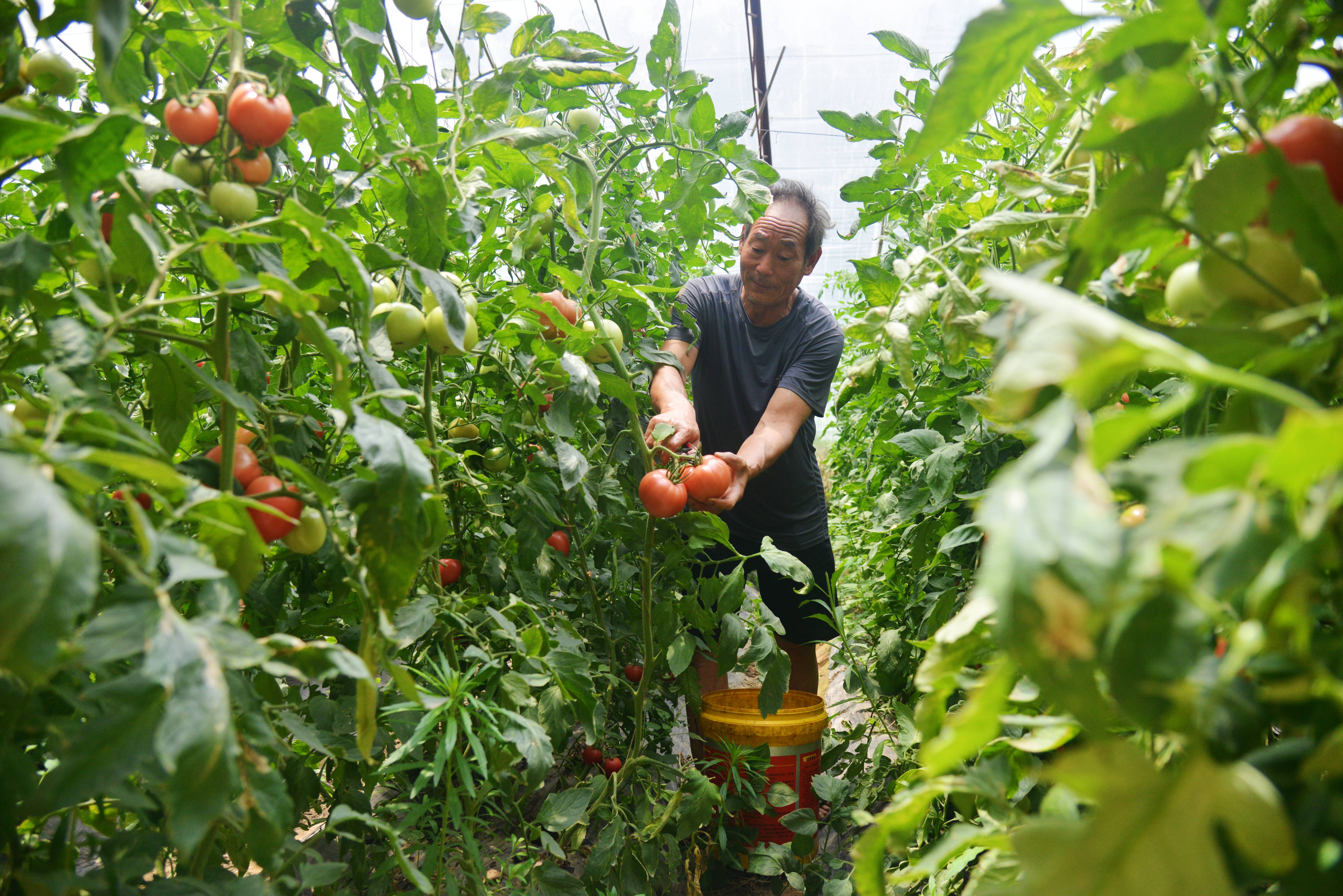 新区不仅能在农家乐品尝到当地美食,还能在田园吃到香甜可口的甜瓜,又