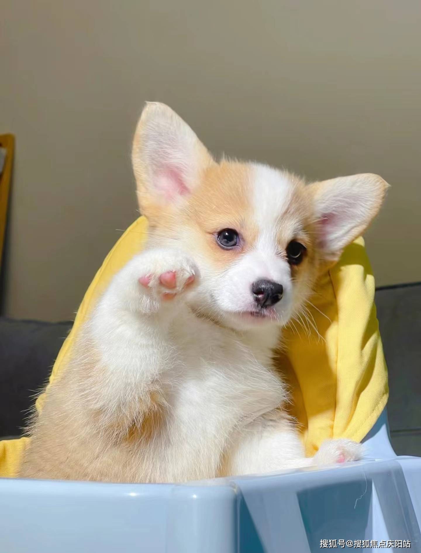 南昌买柯基犬首页网站(南昌红谷滩区)买柯基犬在哪里买靠谱又便宜