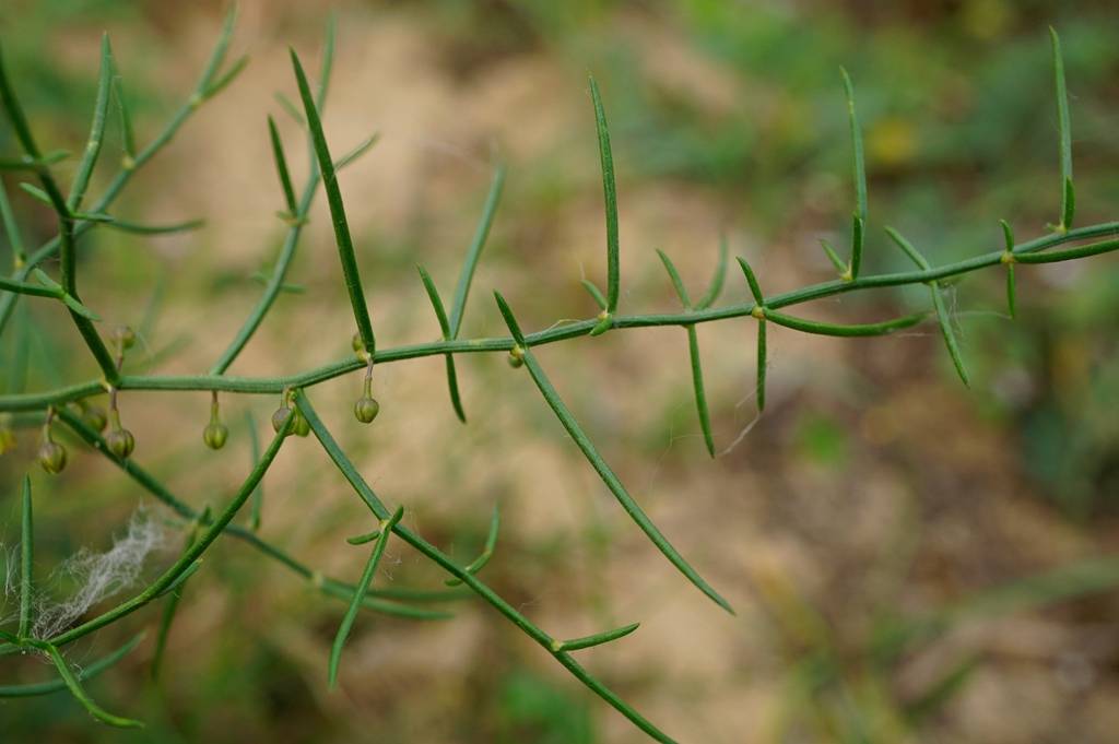 我见到的山东本土植物和园林栽培植物(309)兴安天门冬