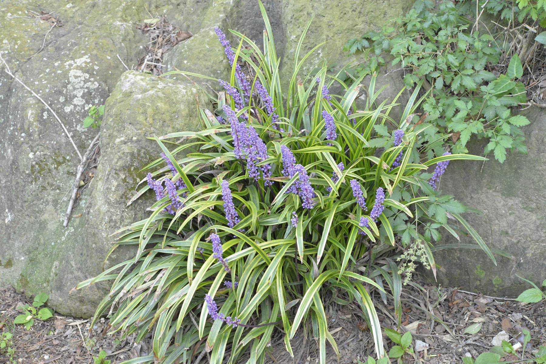 我见到的山东本土植物和园林栽培植物(306-1)金边阔叶山麦冬