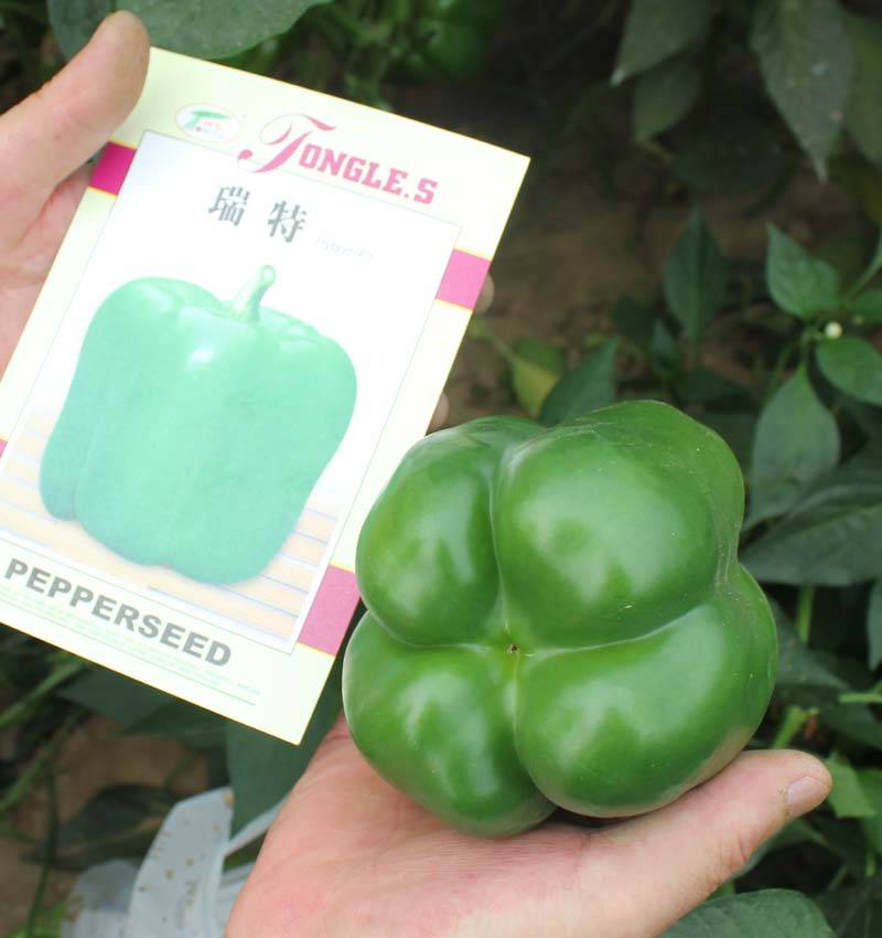 瑞特菜椒高产大果甜椒青椒辣椒种子