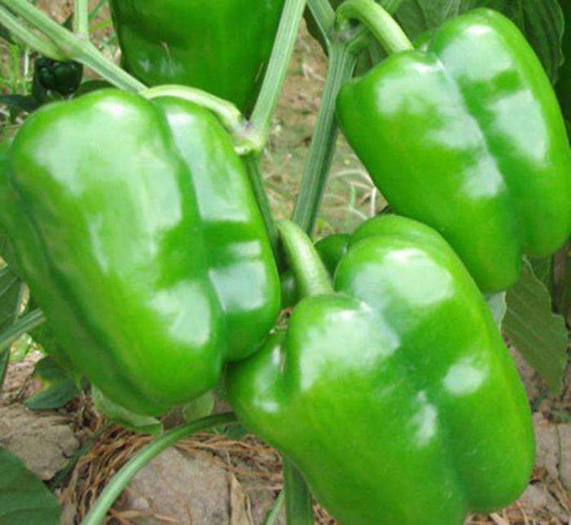 瑞特菜椒高产大果甜椒青椒辣椒种子