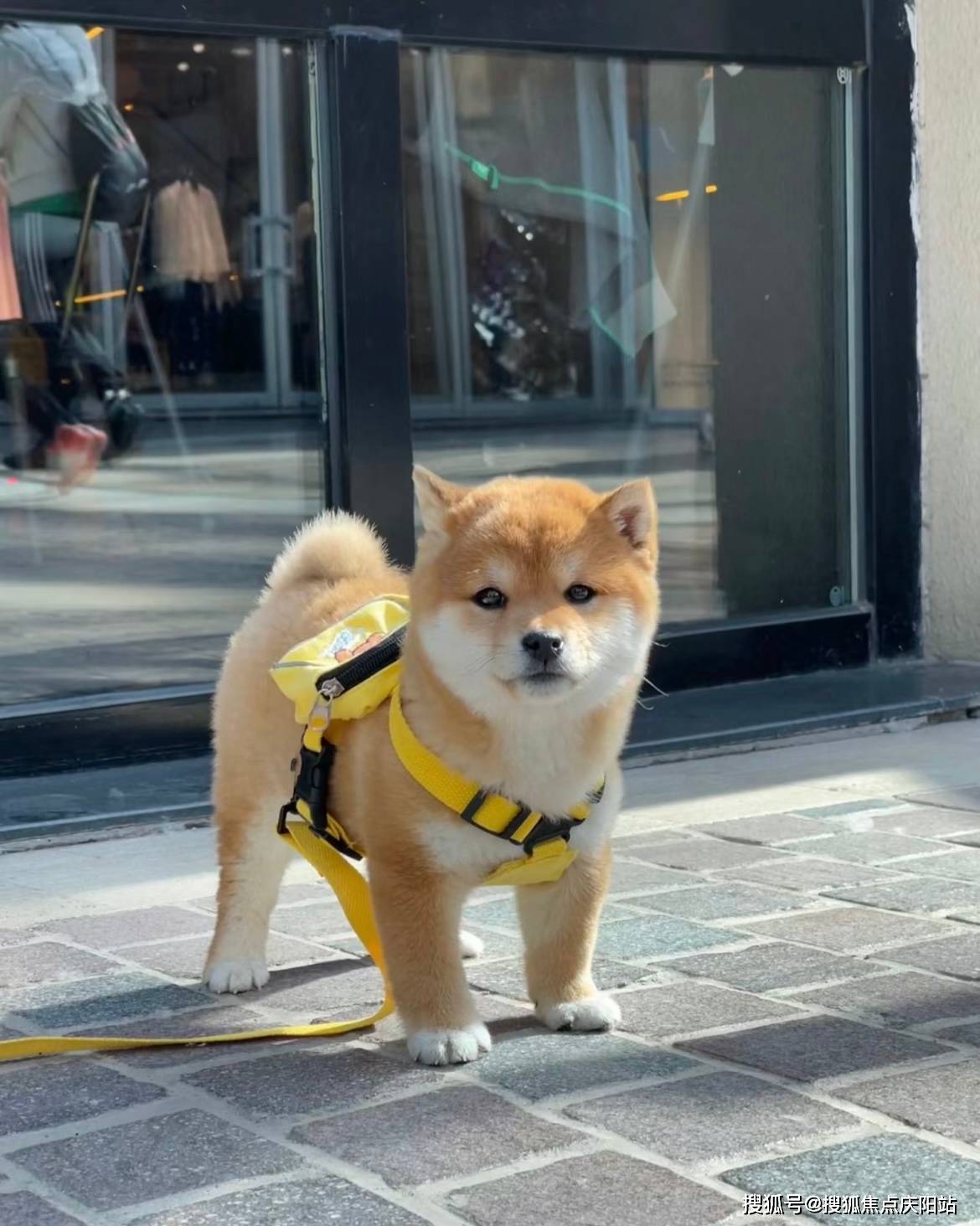 合肥买柴犬首页网站(合肥瑶海区)哪里有正规卖柴犬的宠物店