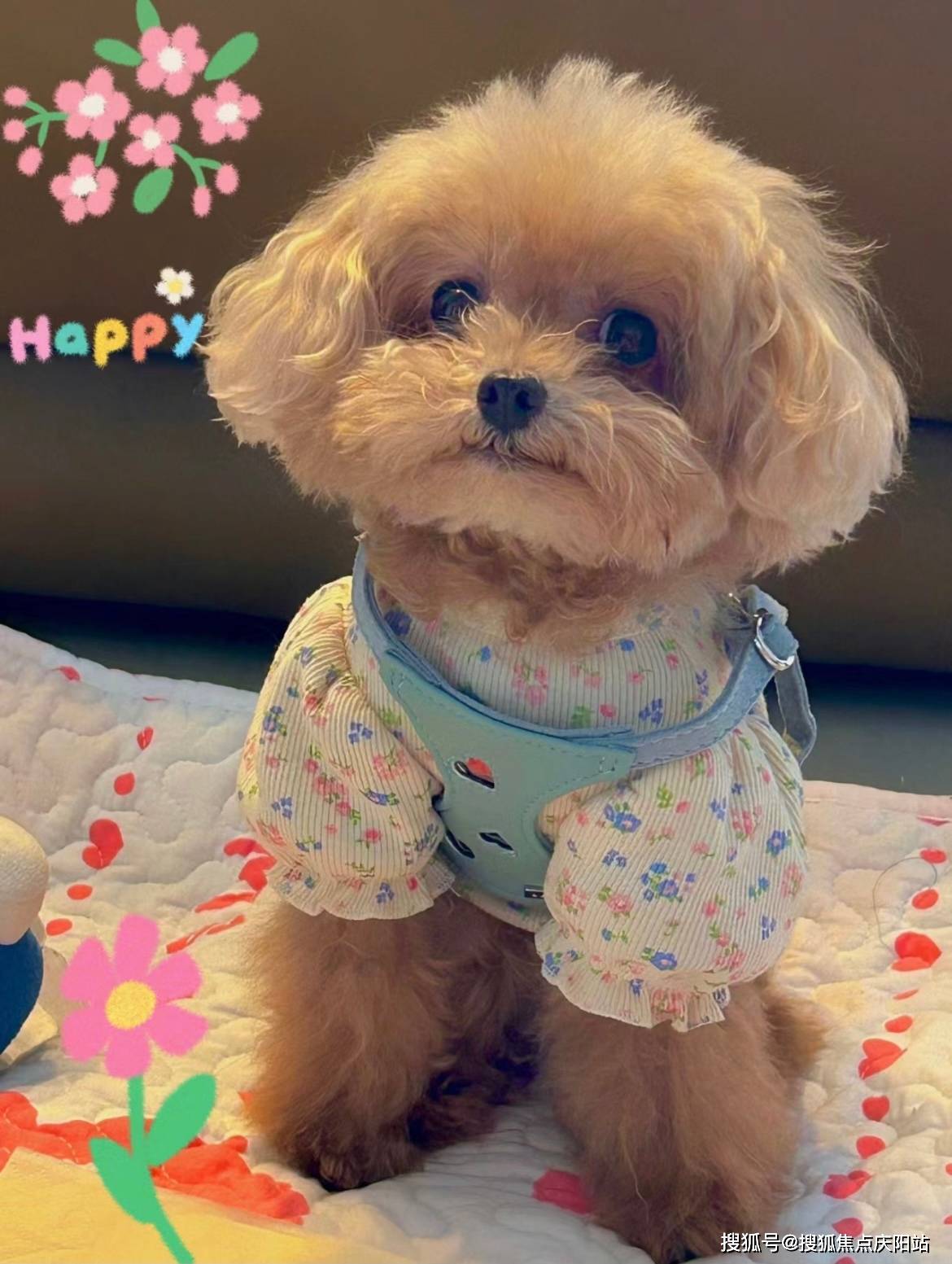 重庆买泰迪犬首页网站(重庆九龙坡区)买泰迪犬在哪里买靠谱又便宜