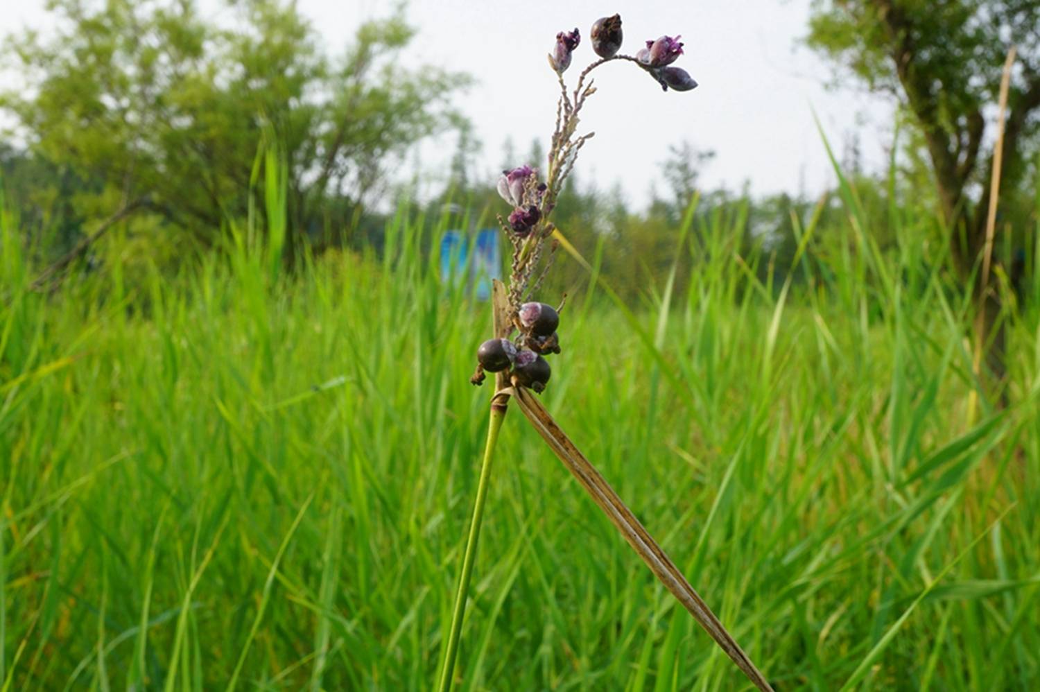 我见到的山东本土植物和园林栽培植物(334)水竹芋(栽培)