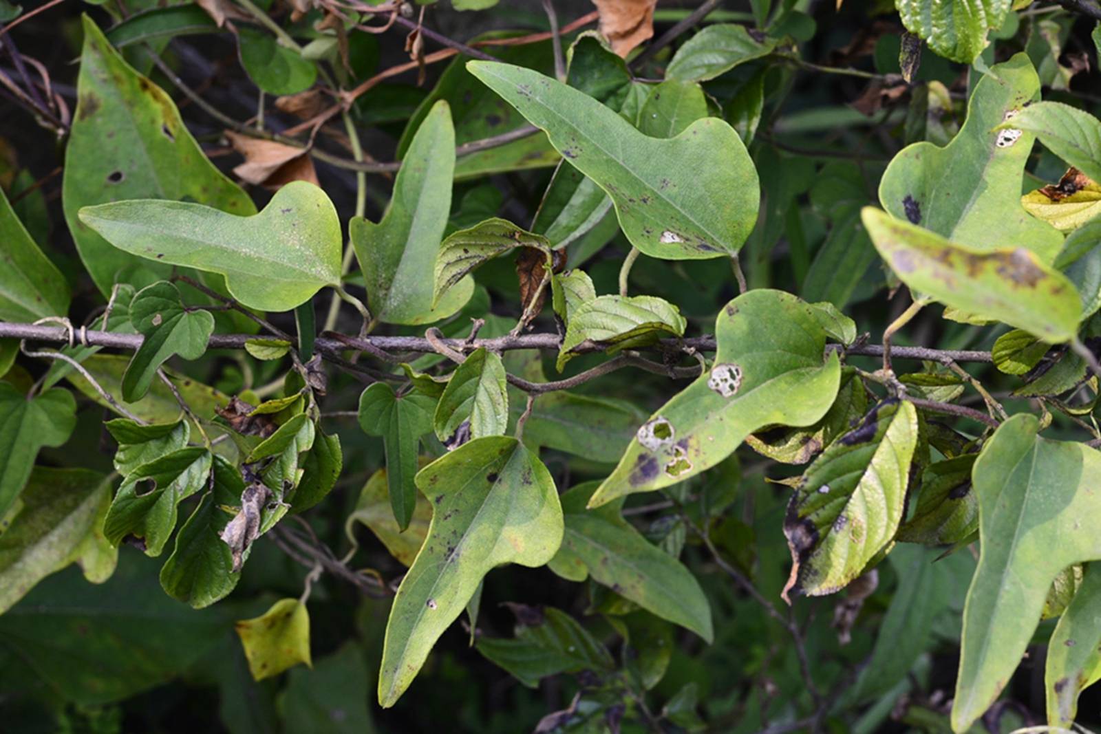 我见到的山东本土植物和园林栽培植物(332)薯蓣