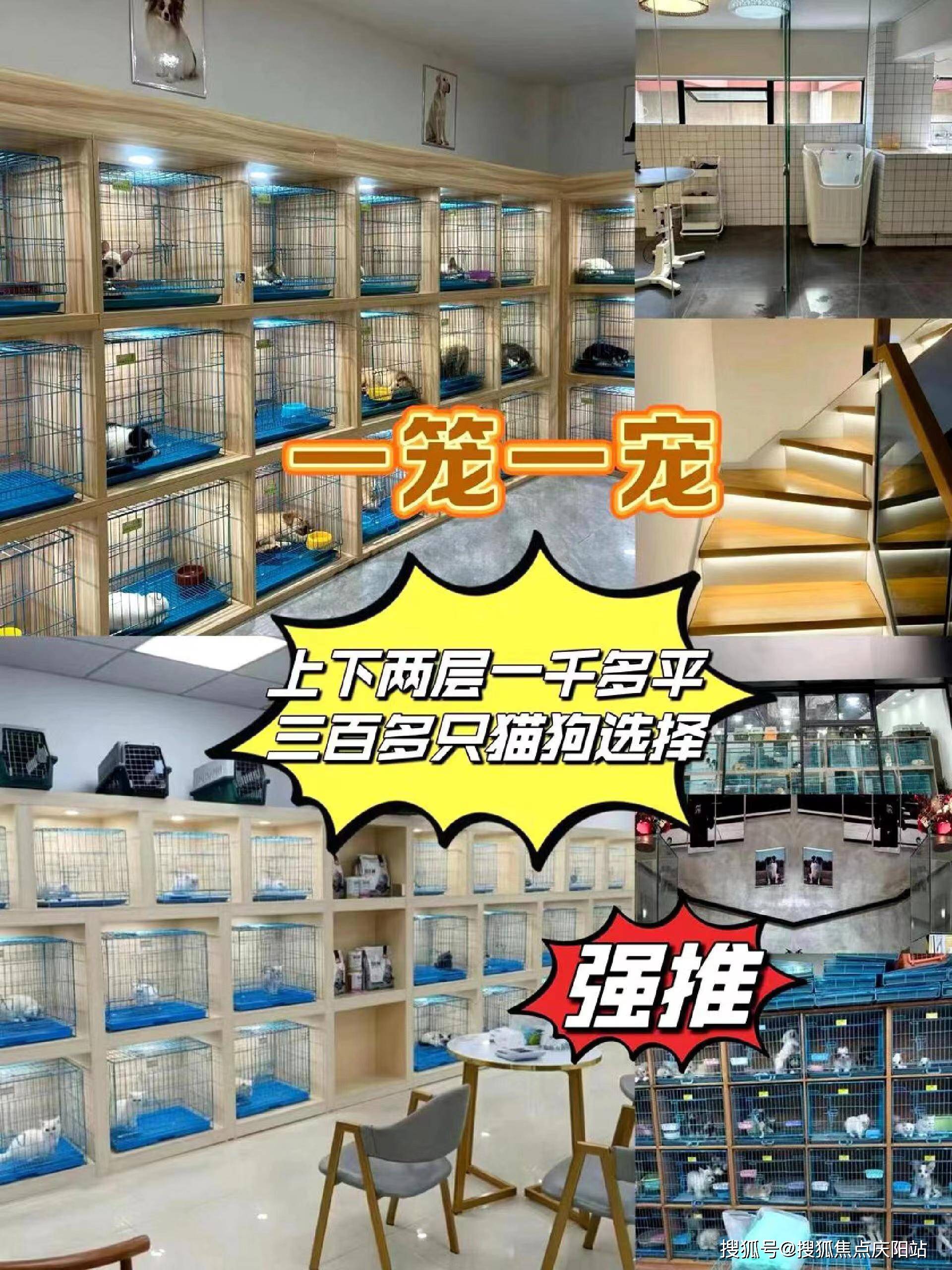 常州这里买布偶猫信誉高,包售后