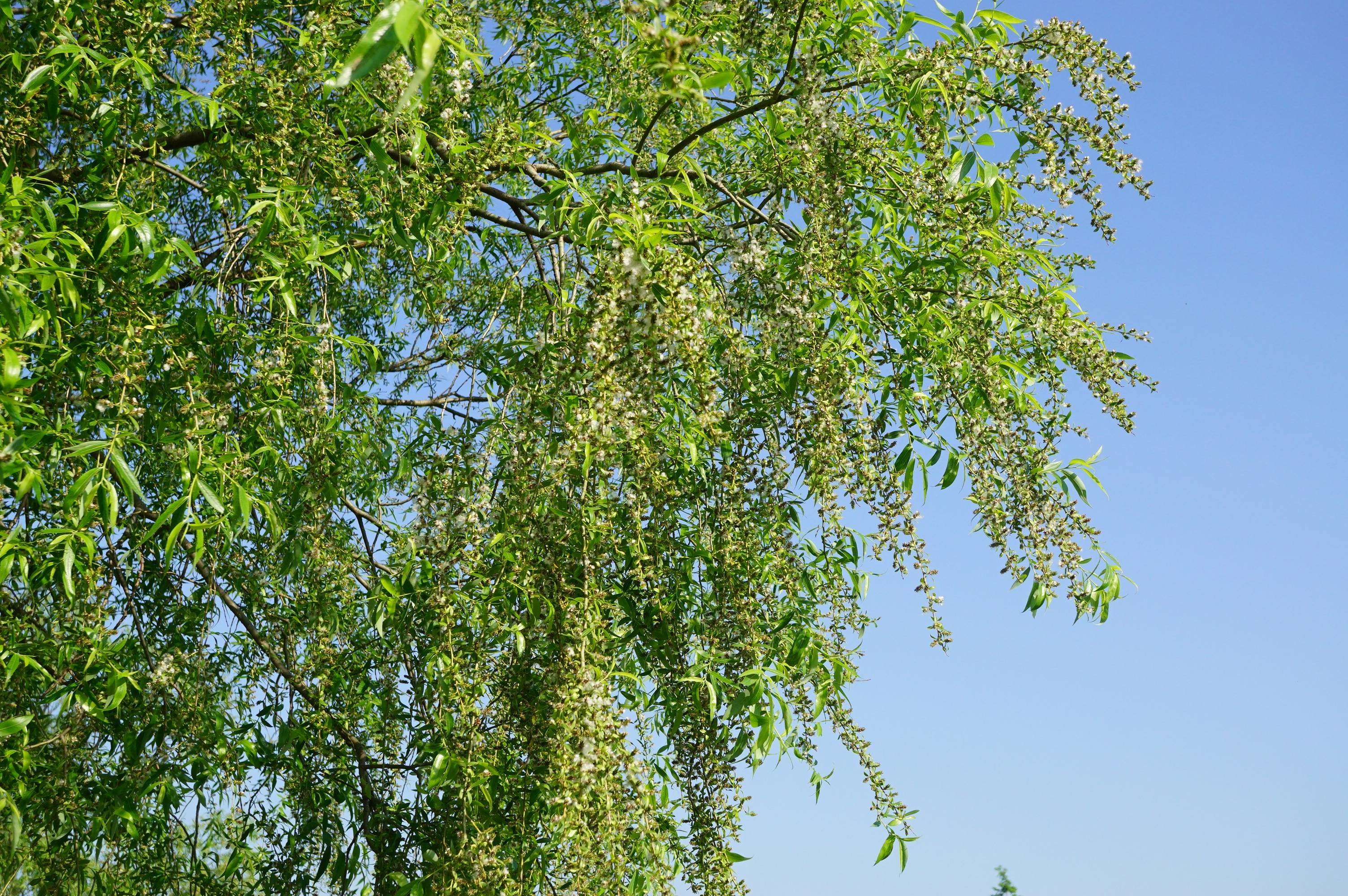 我见到的山东本土植物和园林栽培植物