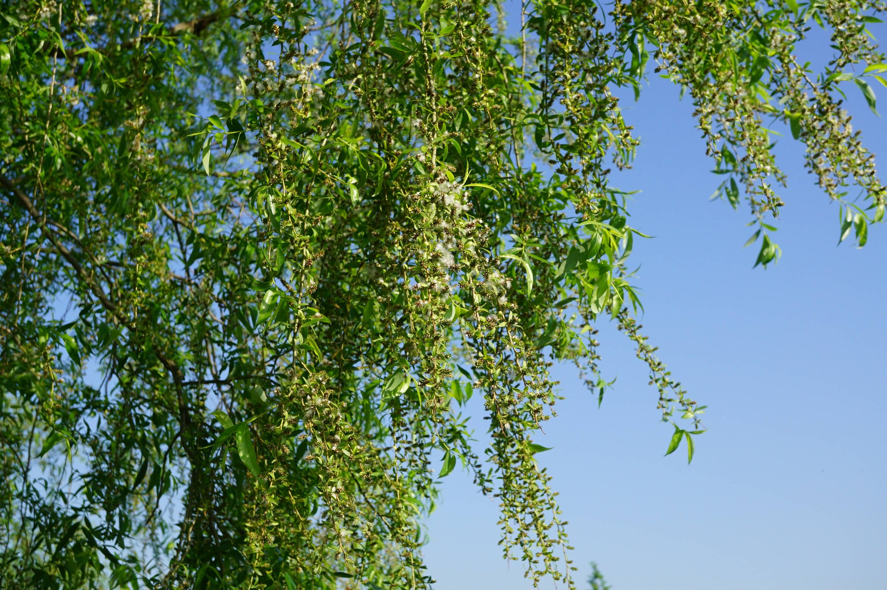 我见到的山东本土植物和园林栽培植物