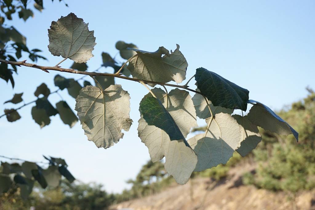 我见到的山东本土植物和园林栽培植物(350)毛白杨