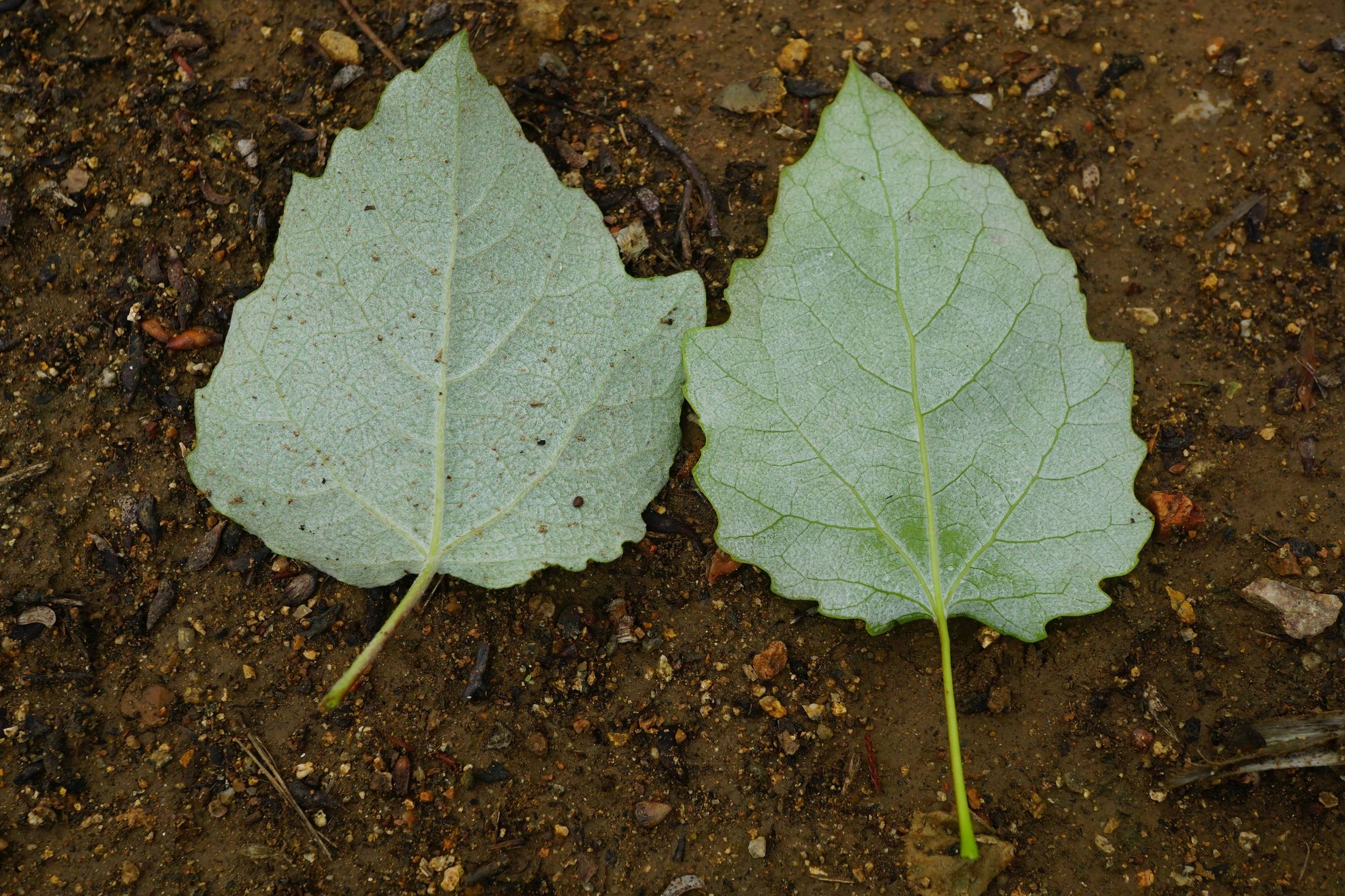 我见到的山东本土植物和园林栽培植物(350)毛白杨