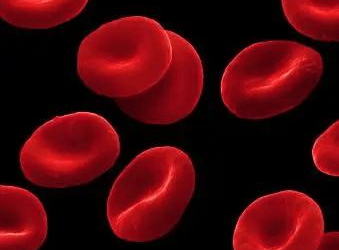 红花分泌细胞显微图图片