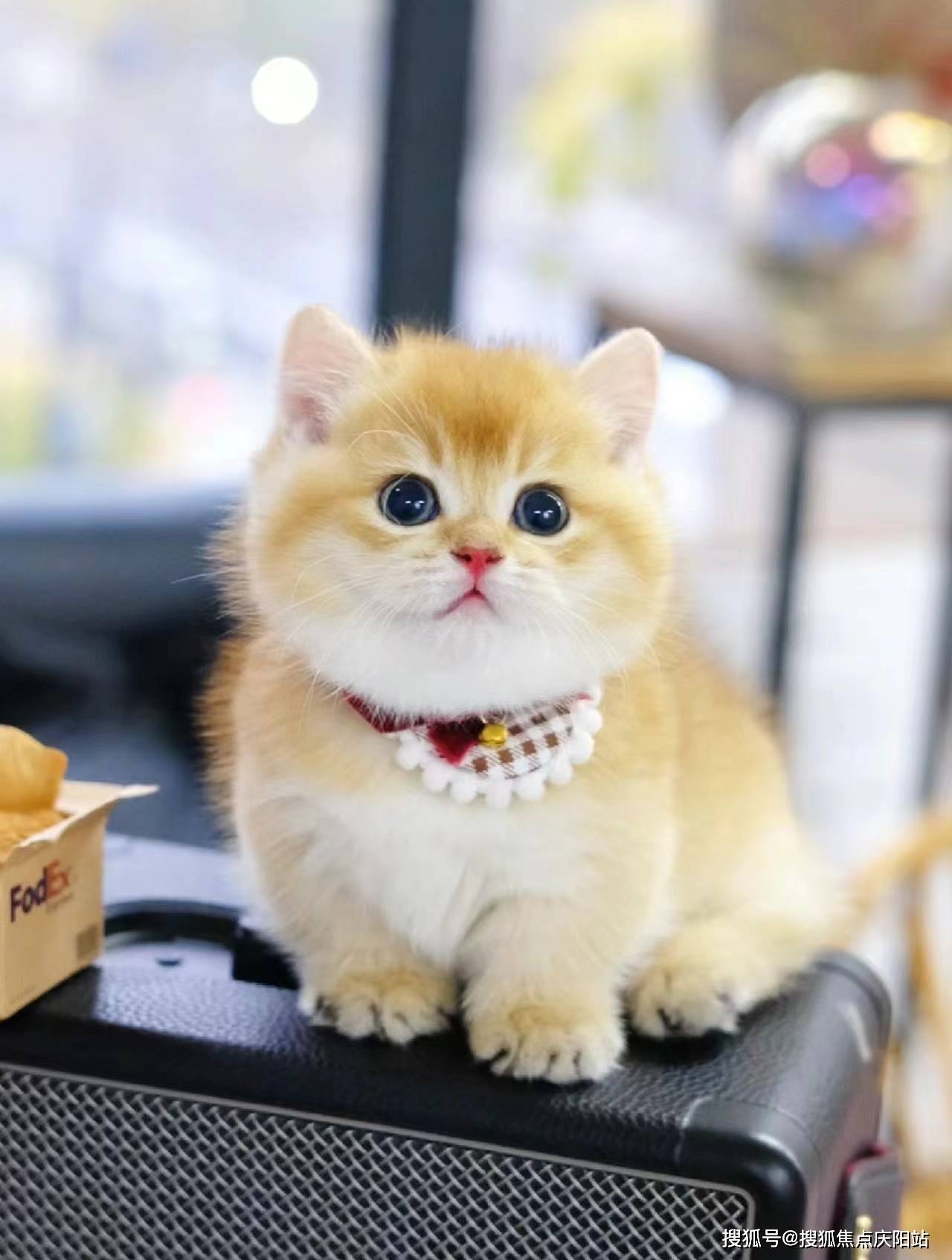 重庆买金渐层猫首页网站(重庆江北区)买金渐层猫在哪里买靠谱又便宜