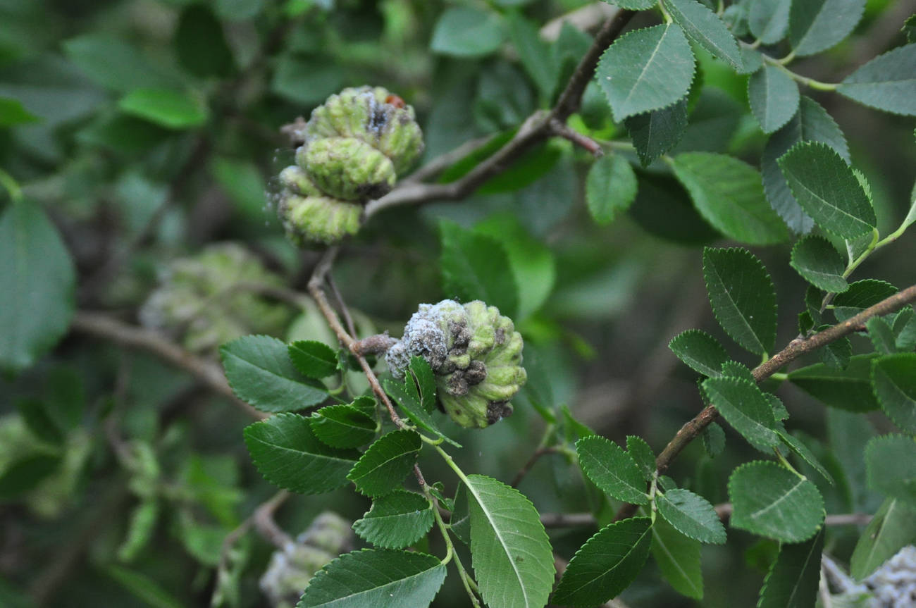 我见到的山东本土植物和园林栽培植物(398)榔榆
