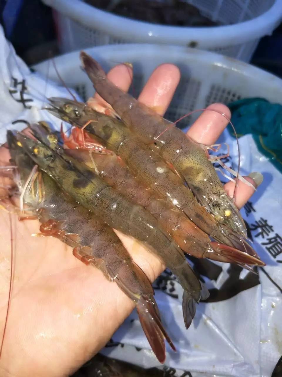 南美白对虾肝萎缩的解决措施_胰腺_肝脏_问题