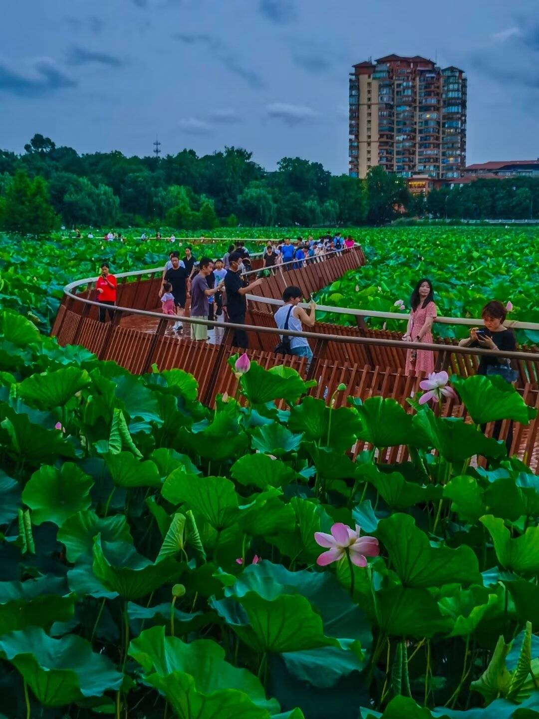 莲花湖公园南京图片