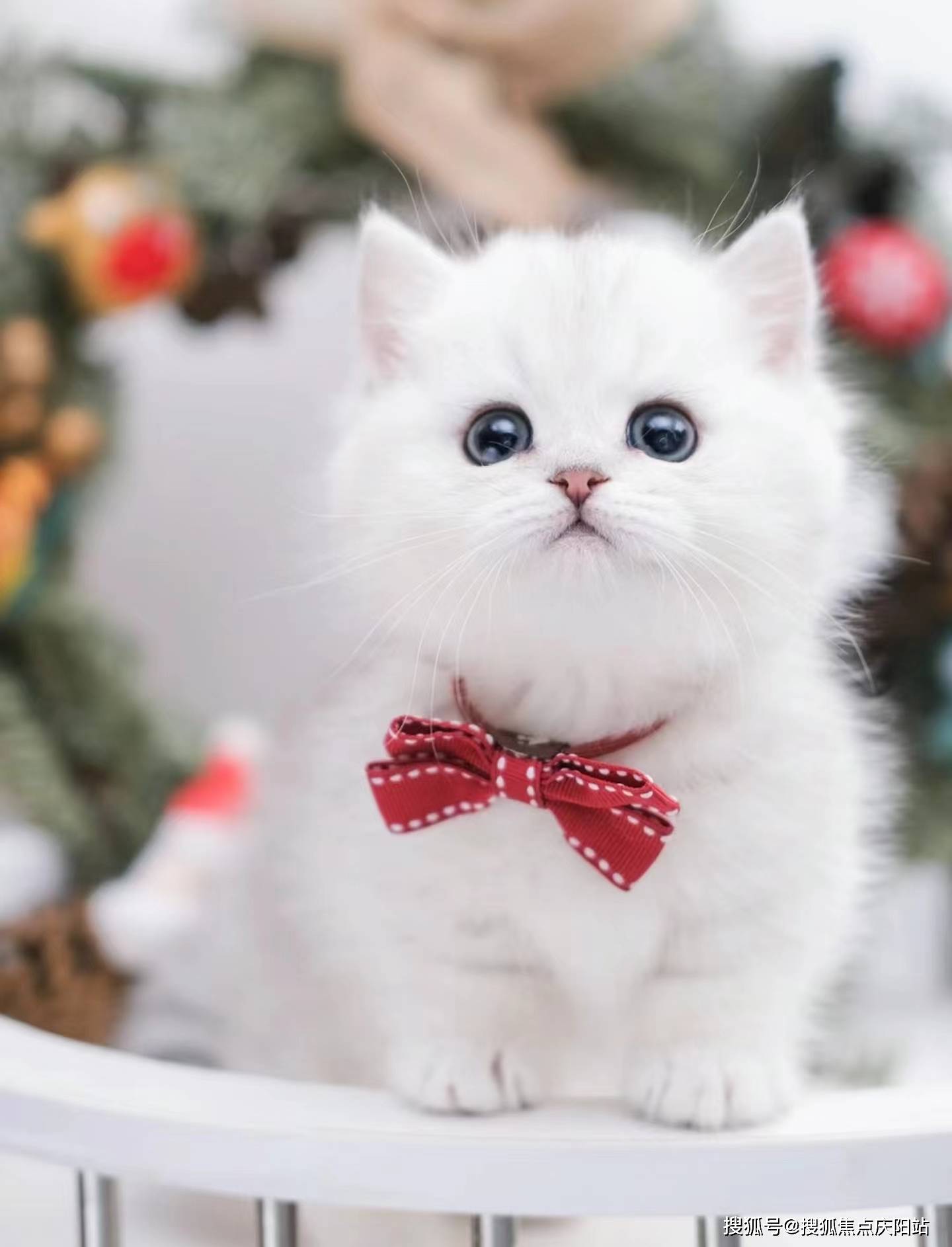 东莞买银渐层猫首页网站(东莞东城)银渐层猫什么价格(东莞东城)
