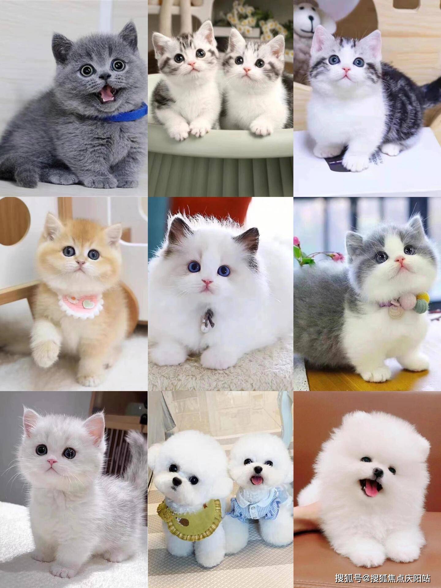 银渐层猫,这一品种独特而优雅,它的历史源远流长.