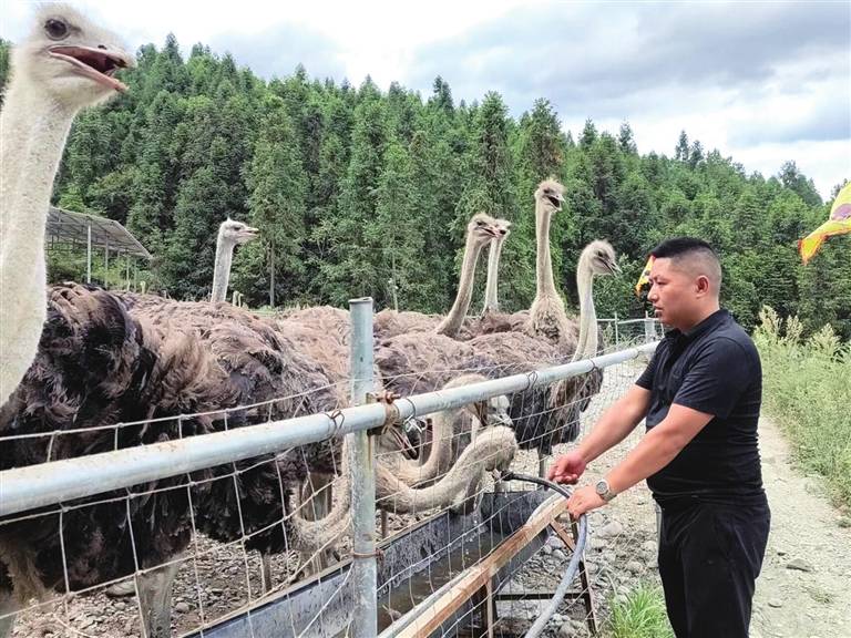 「石柱新闻」「容祥商业集团」重庆鸵鸟养殖基地 