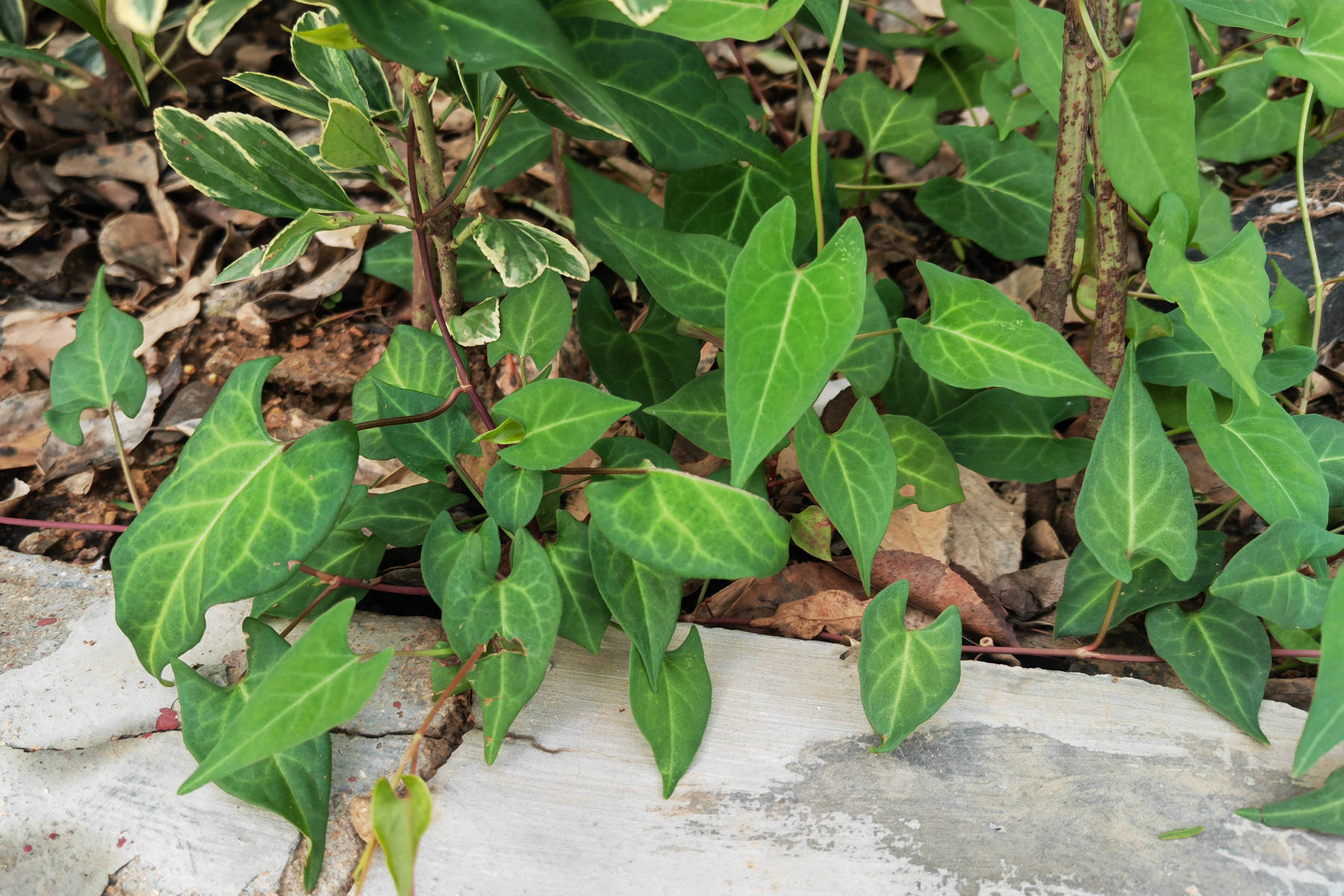 我见到的山东本土植物和园林栽培植物