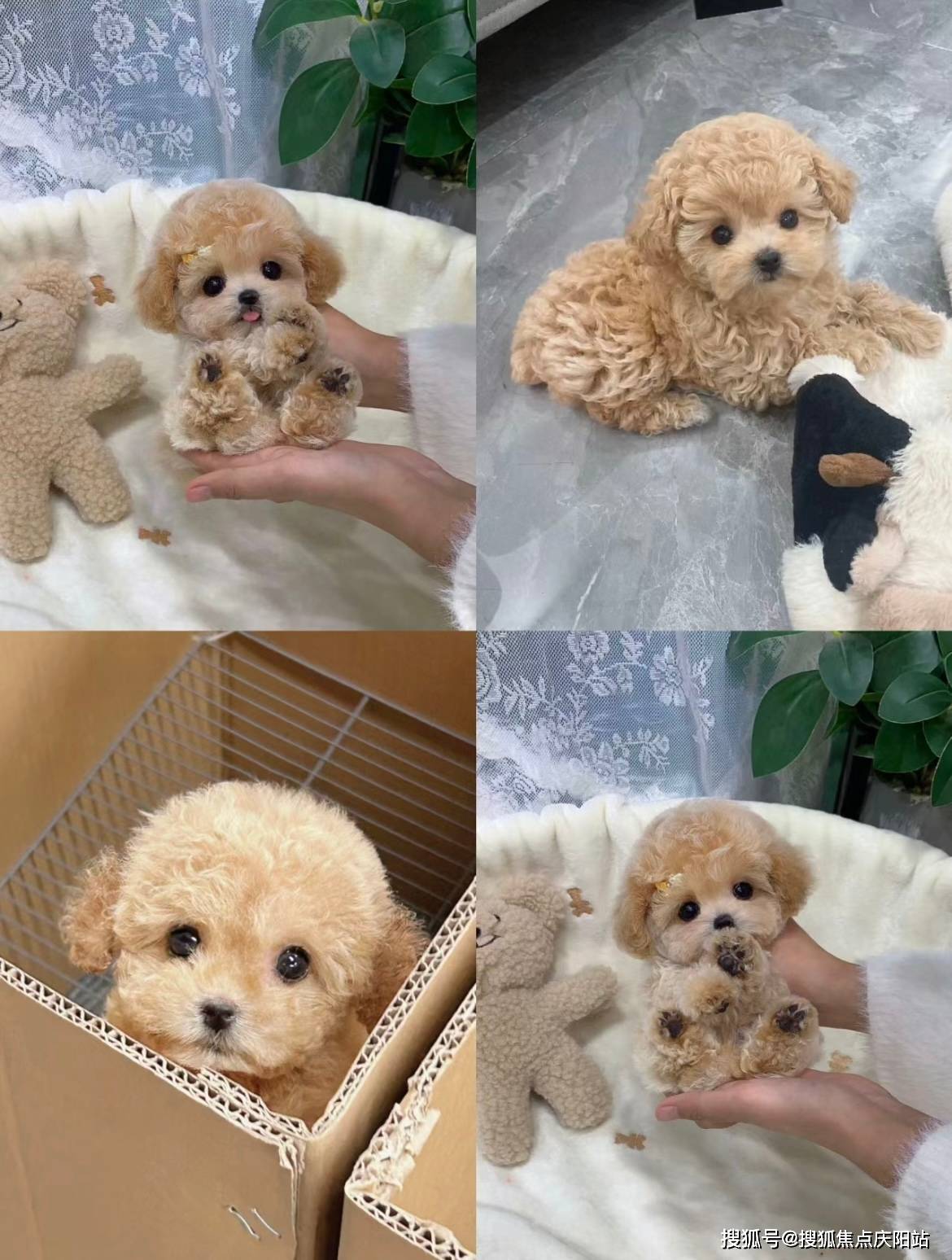 宁波买泰迪犬首页网站(宁波海曙区)买泰迪犬哪里有实体店