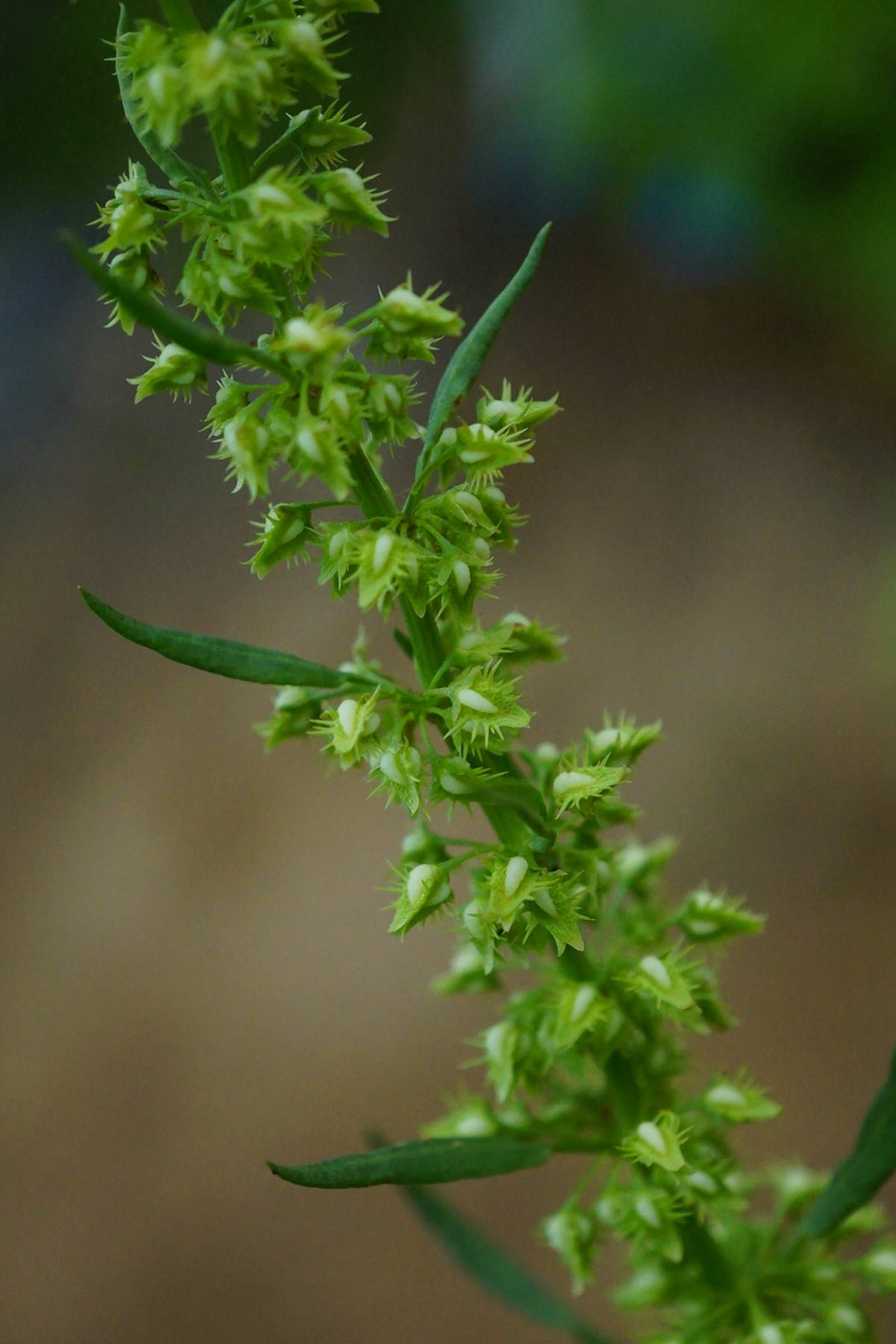 我见到的山东本土植物和园林栽培植物(427)齿果酸模