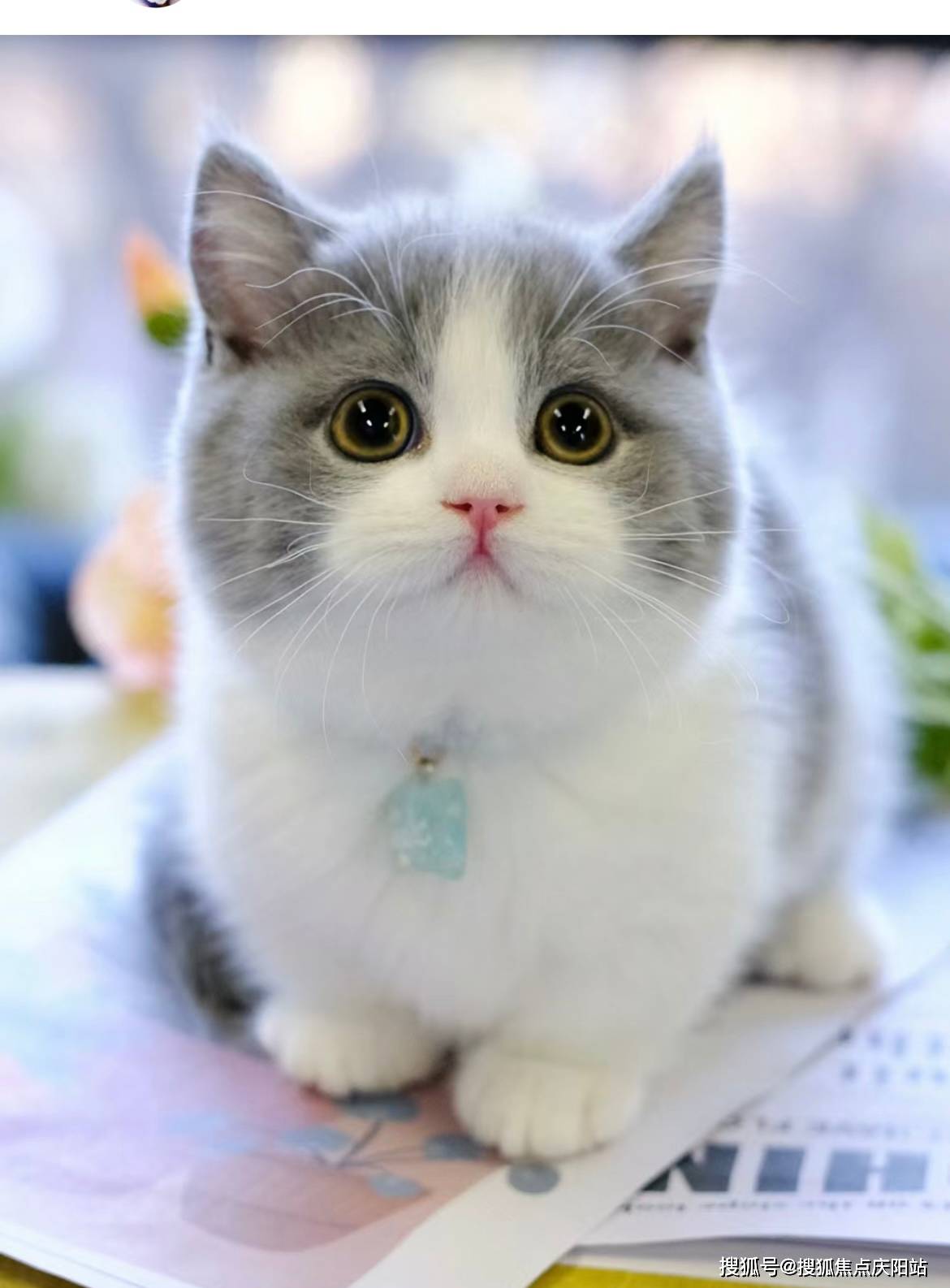 湖州买英短蓝白猫首页网站(湖州吴兴区)英短蓝白猫什么价格