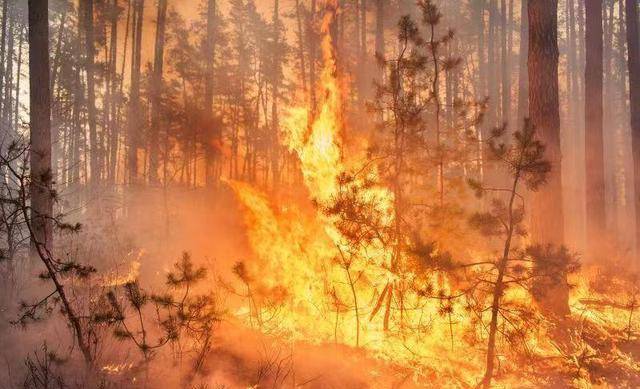 消防英雄刘攀,全身烧伤93%,女友不离不弃为其怀孕生子_灭火_进行_森林