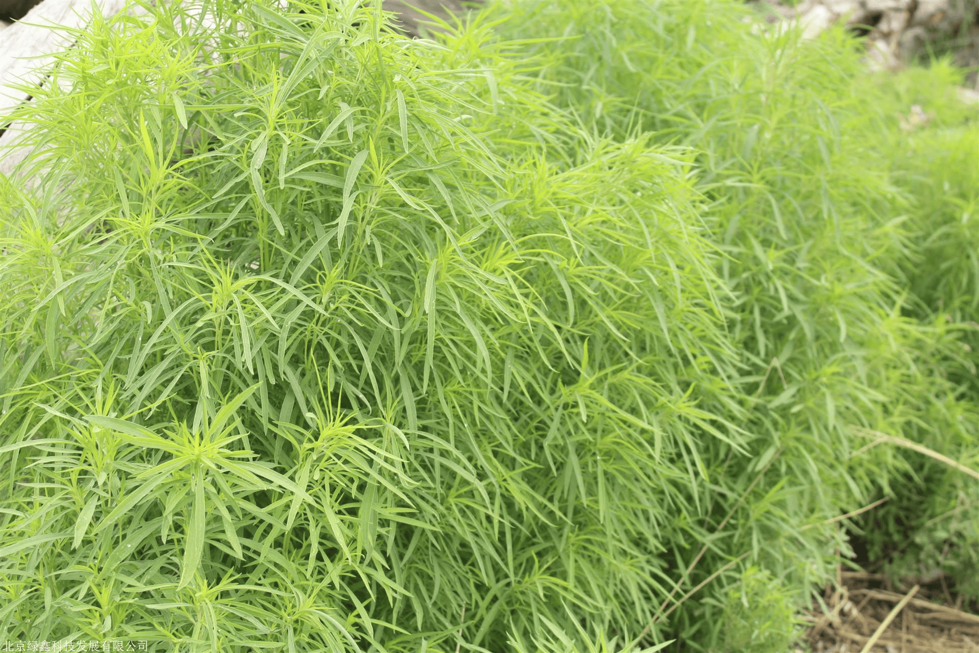 我见到的山东本土植物和园林栽培植物(445)地肤