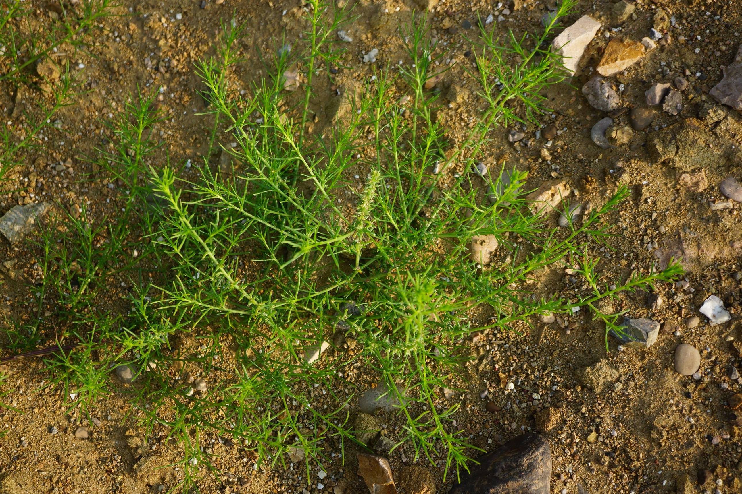 我见到的山东本土植物和园林栽培植物(450)无翅猪毛菜