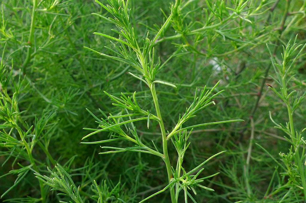 我见到的山东本土植物和园林栽培植物(449)猪毛菜