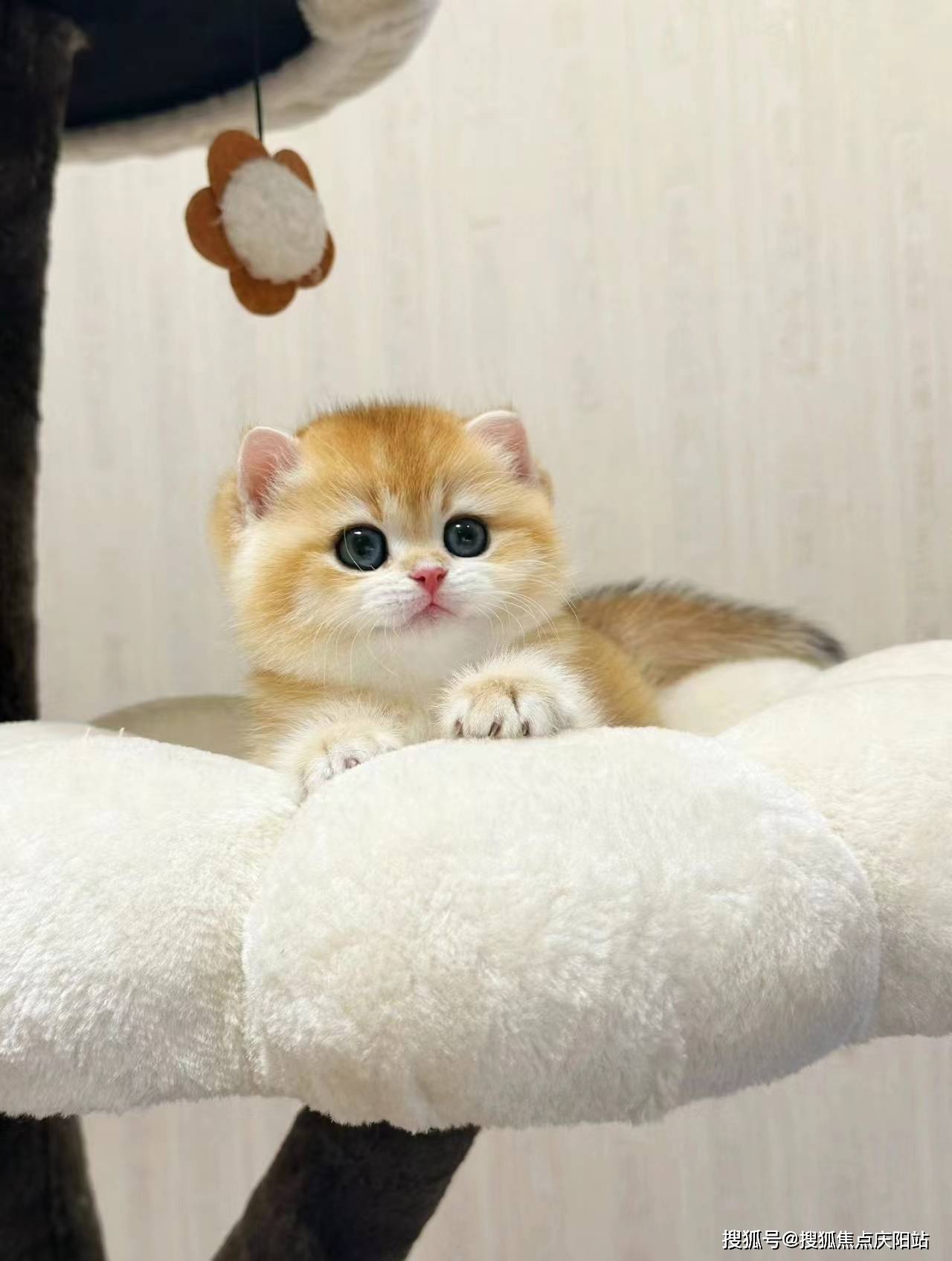 宁波买金渐层猫首页网站(宁波海曙区)买金渐层猫的宠物店哪家口碑好