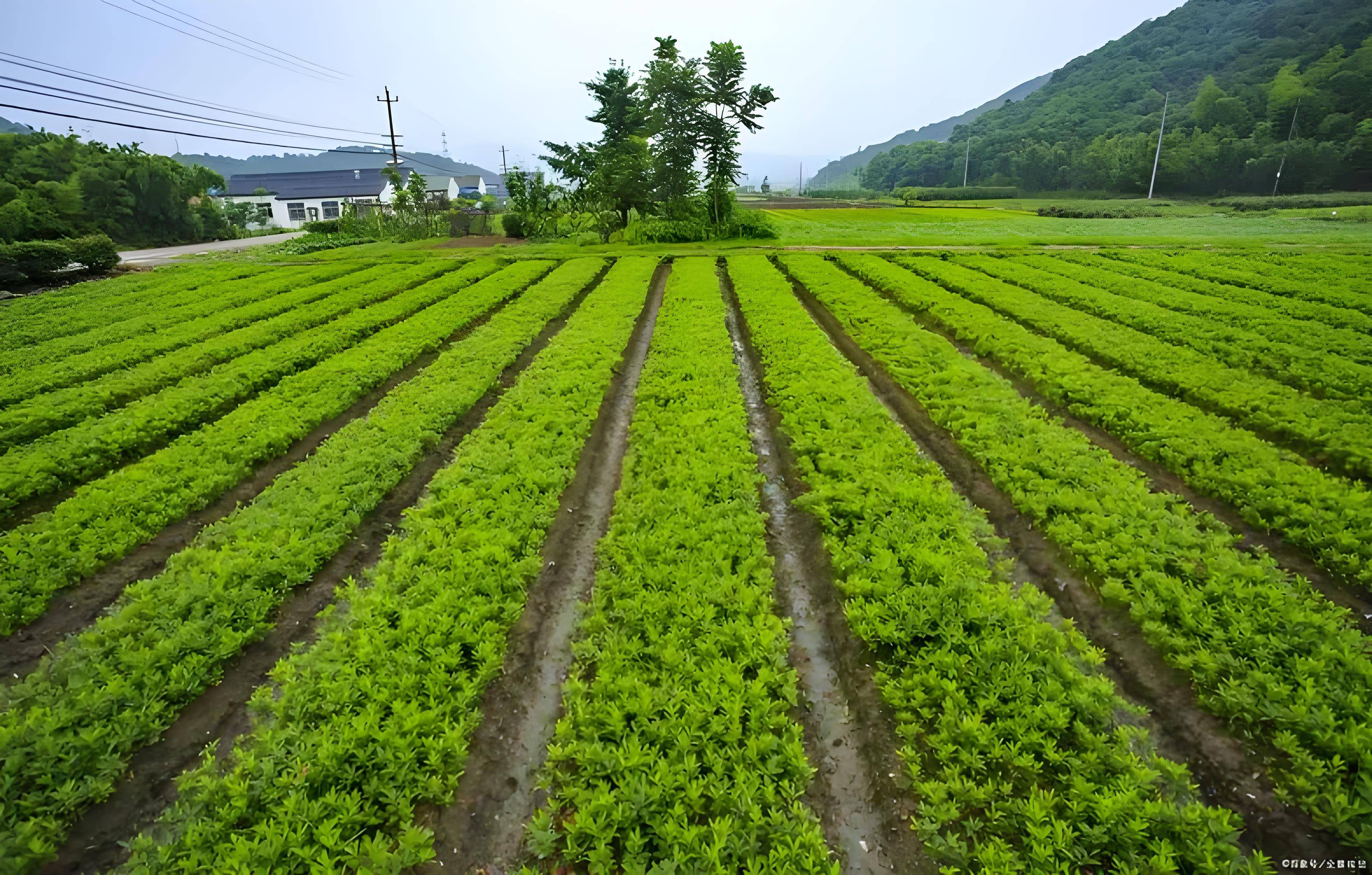 新疆水肥一体化图片