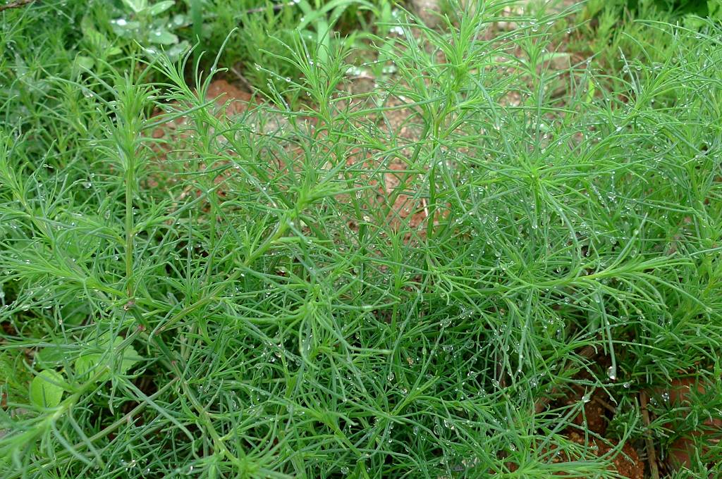 我见到的山东本土植物和园林栽培植物(449)猪毛菜