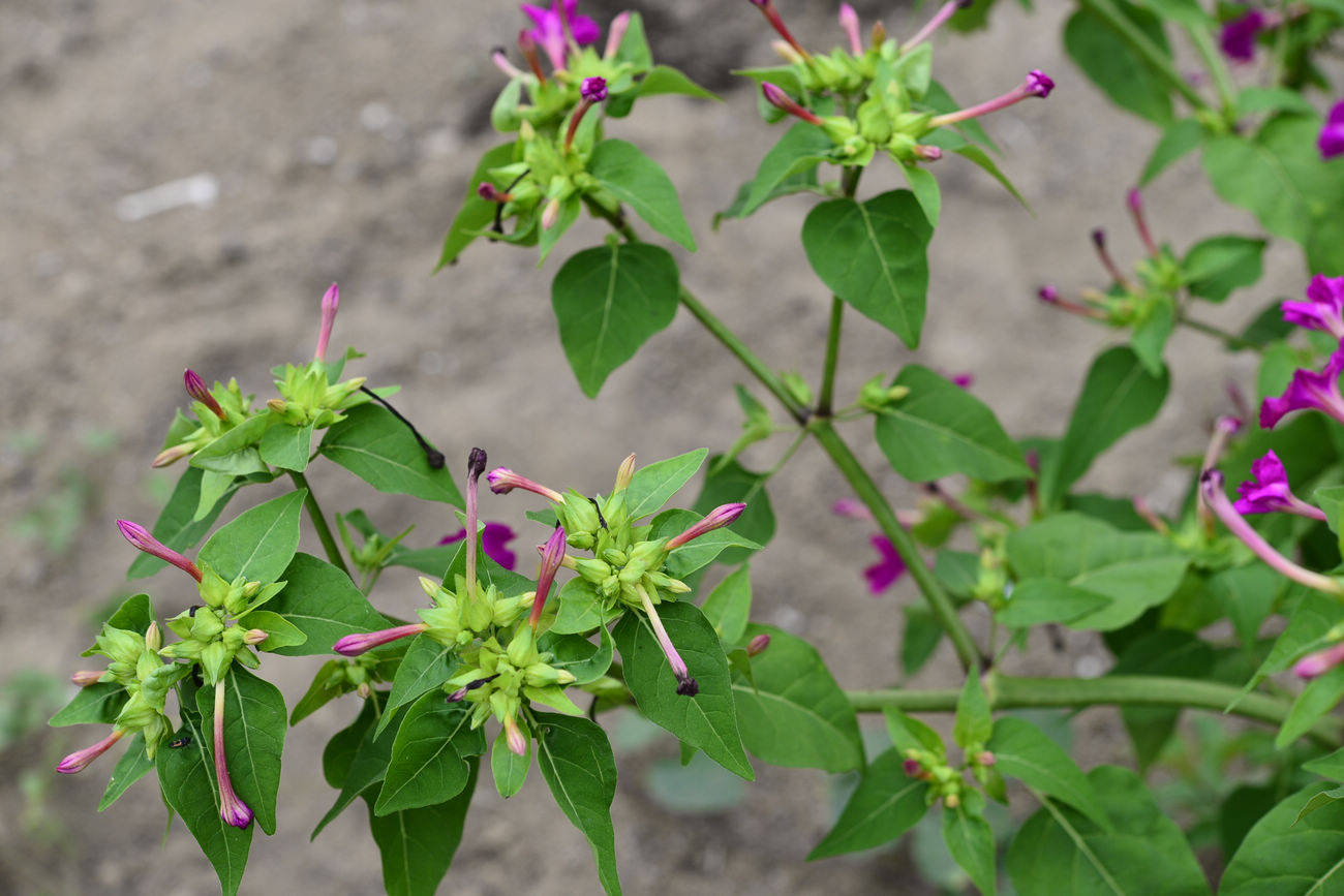 我见到的山东本土植物和园林栽培植物(462)紫茉莉