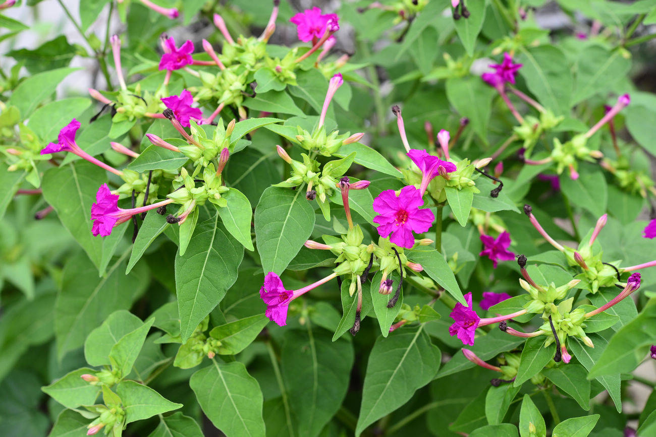 我见到的山东本土植物和园林栽培植物(462)紫茉莉