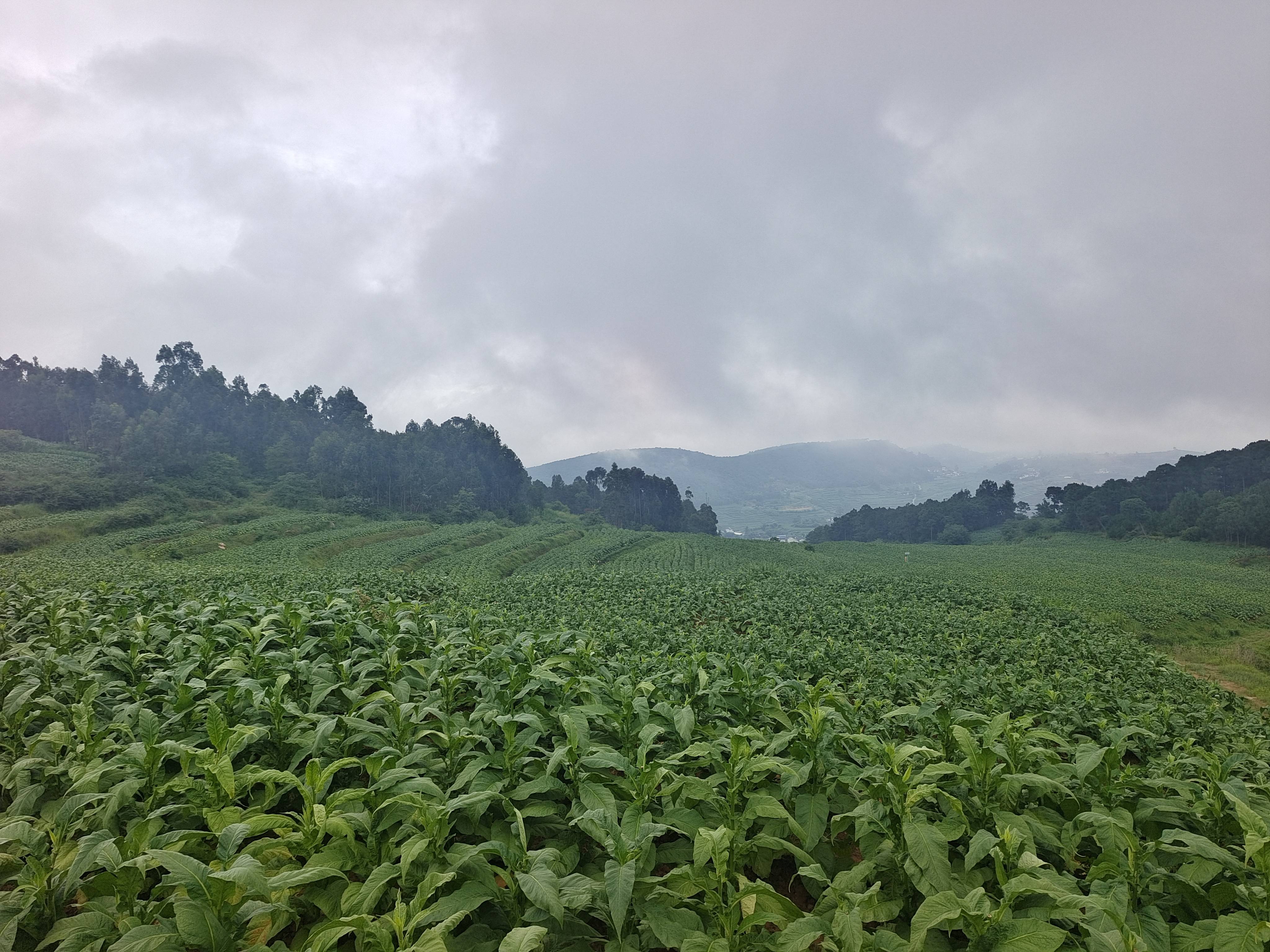 隆阳区西邑乡鲁图村电能烤房助力今年第一炉烤烟开烤!