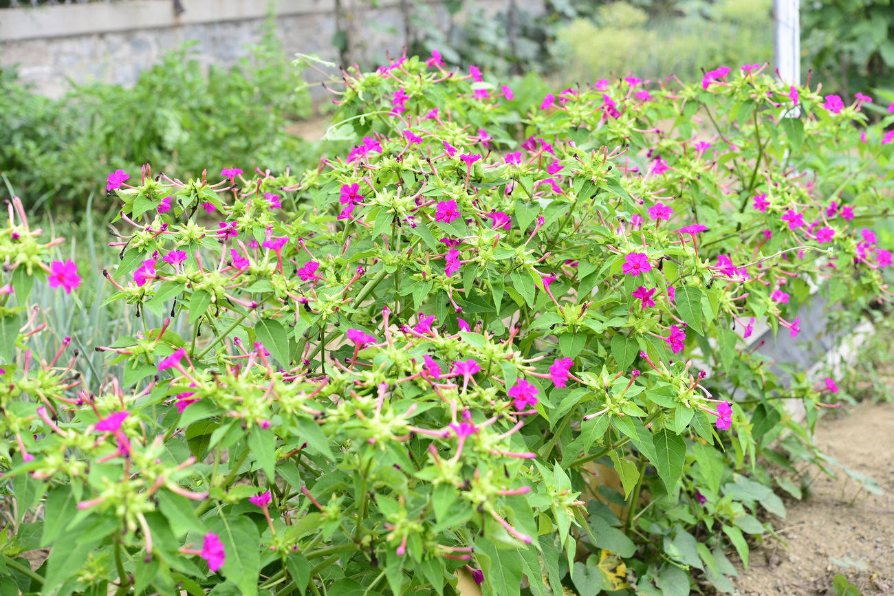 我见到的山东本土植物和园林栽培植物(462)紫茉莉