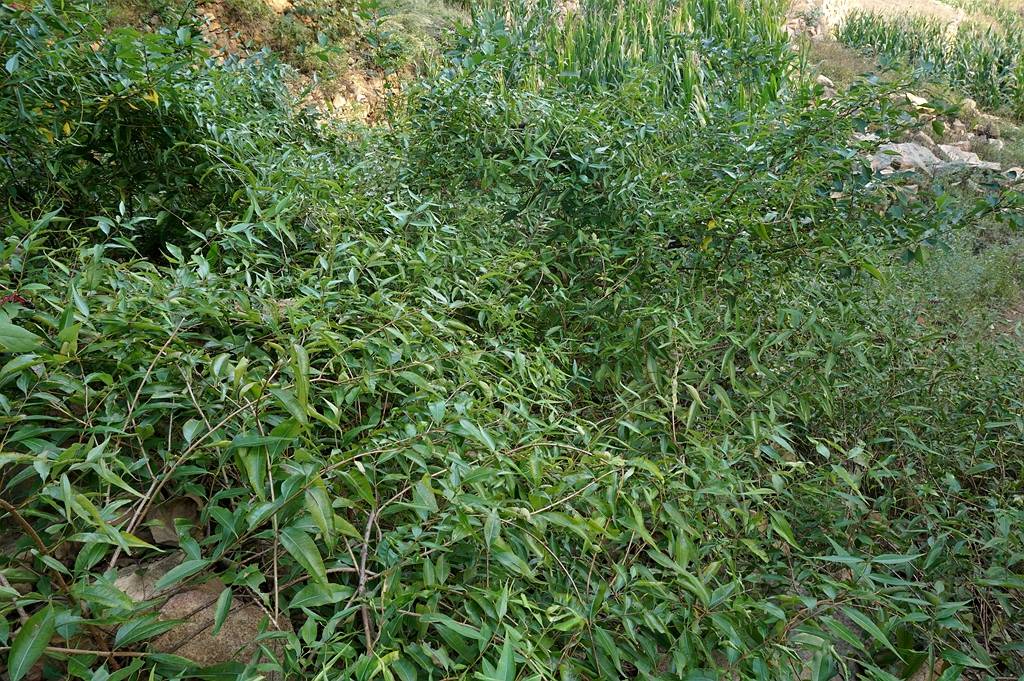 我见到的山东本土植物和园林栽培植物(477) 杠柳