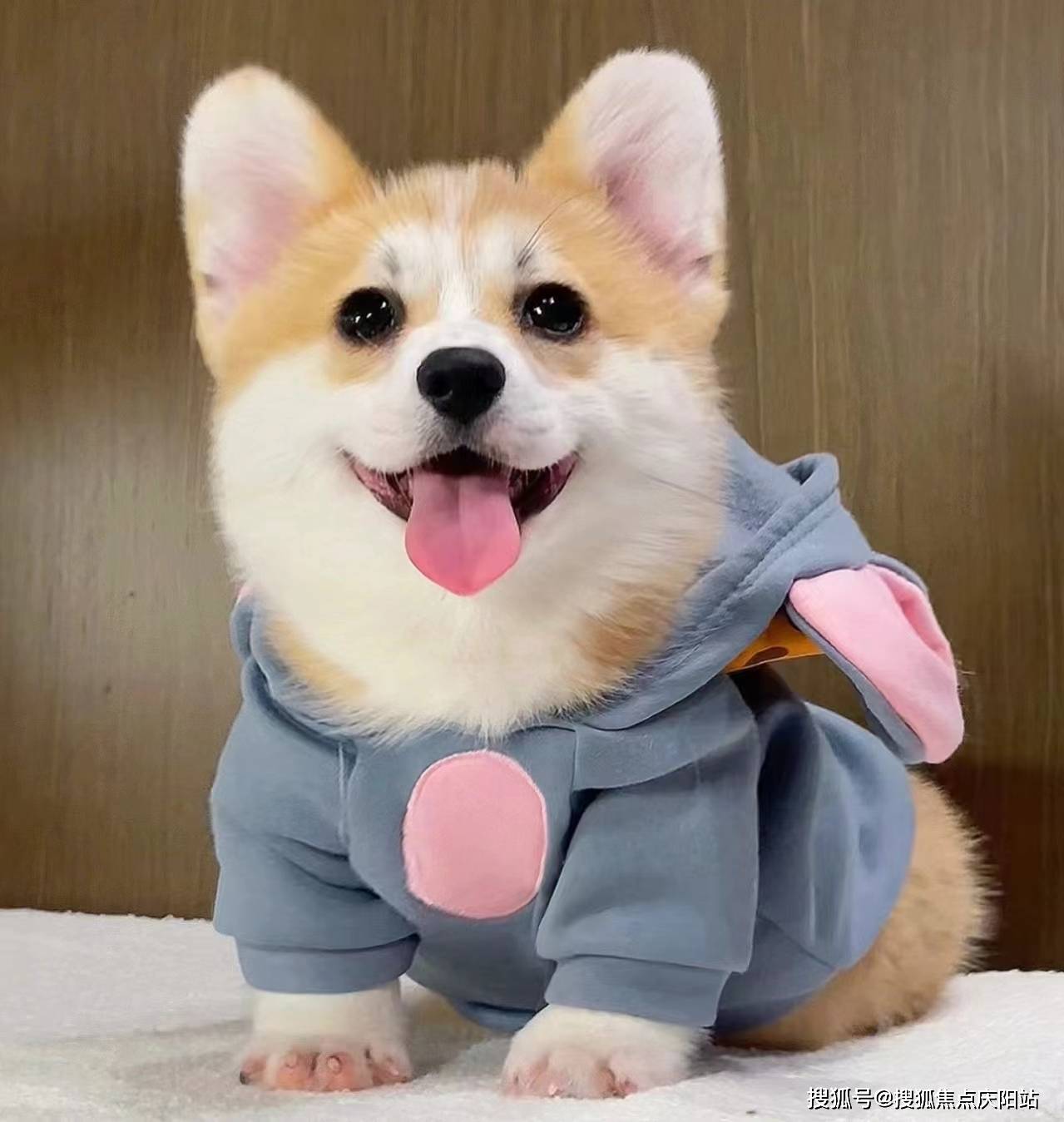 西安买柯基犬首页网站(西安未央区)哪里可以买到品相好的柯基犬