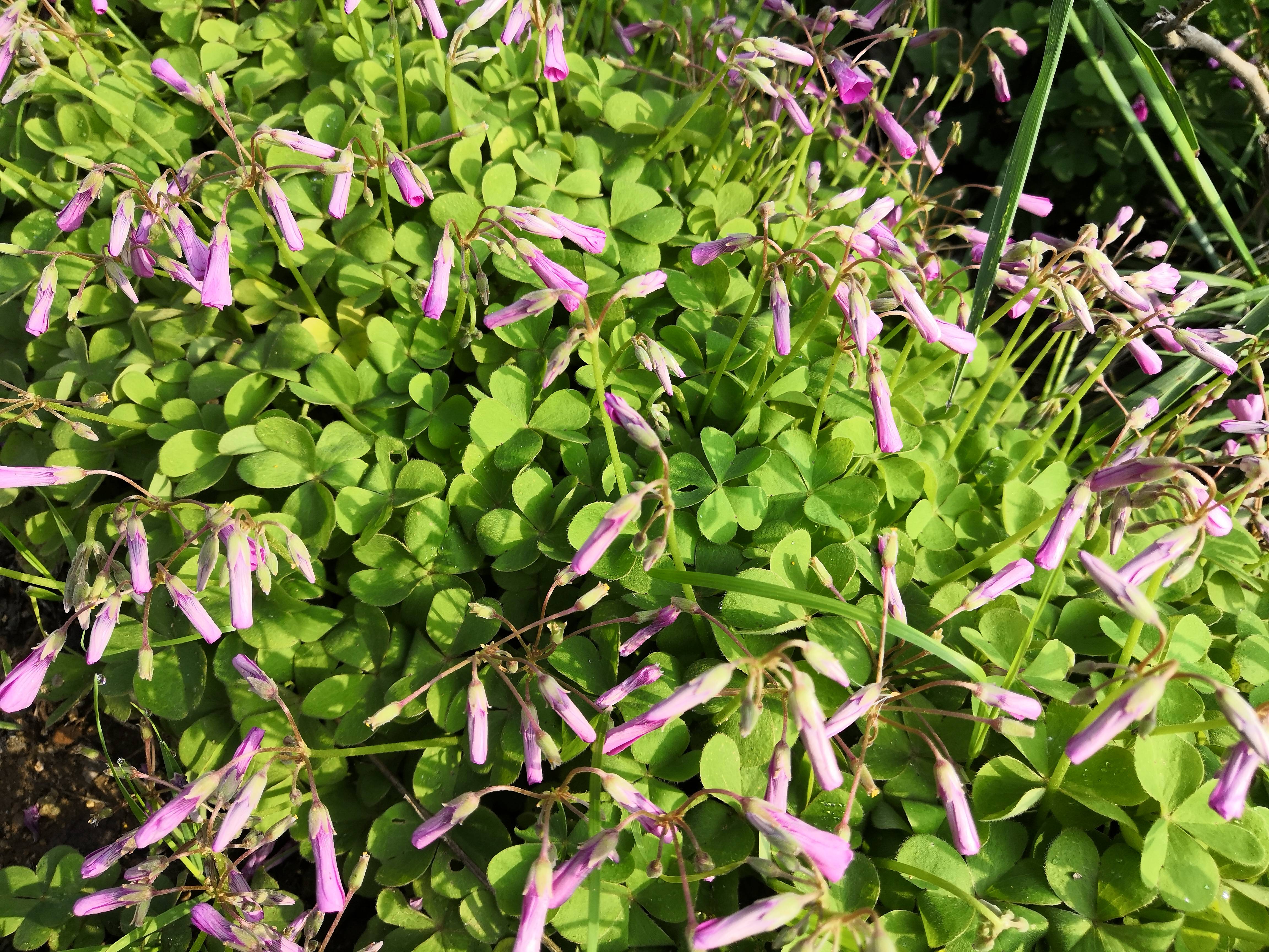 我见到的山东本土植物和园林栽培植物497红花酢浆草栽培