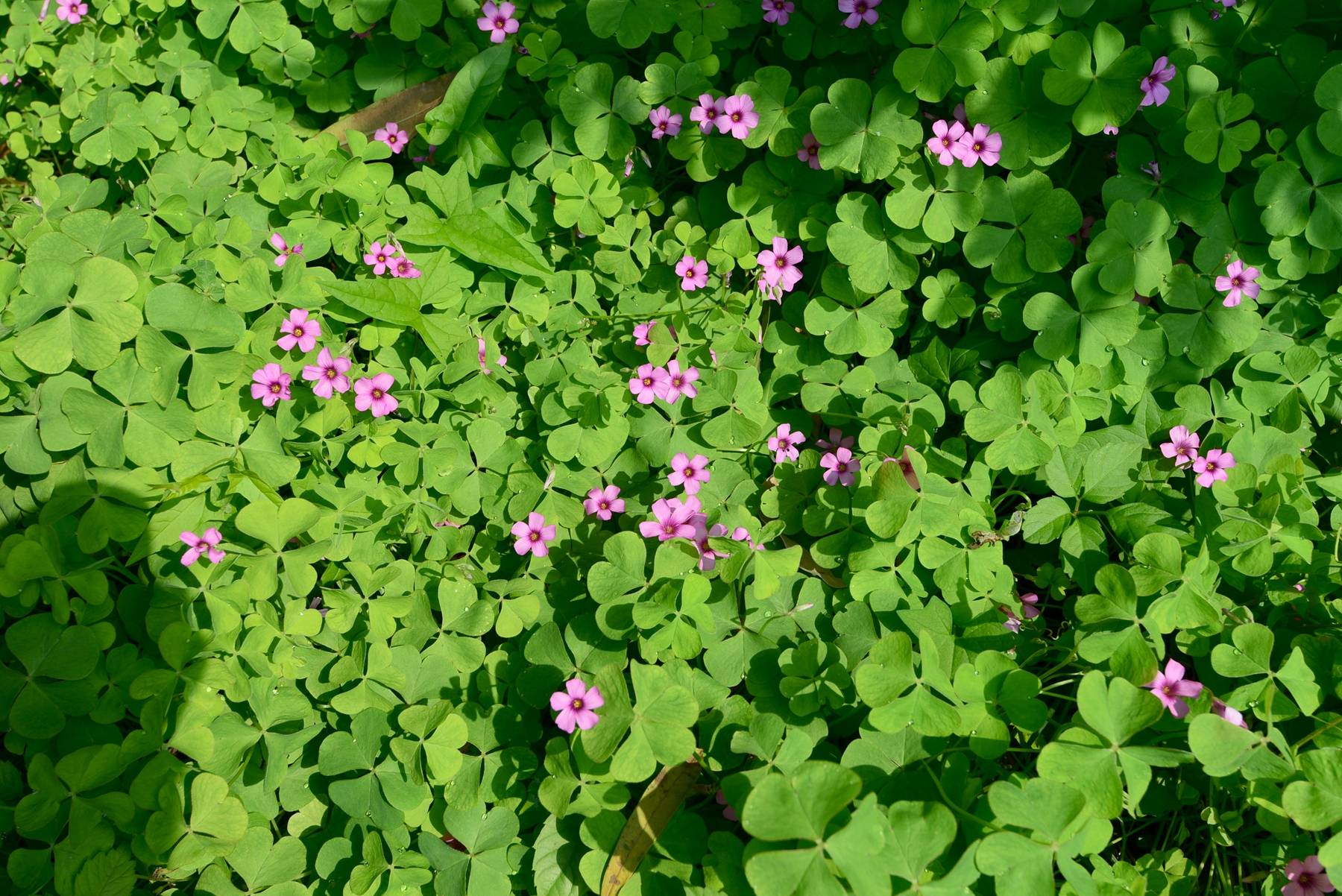 我见到的山东本土植物和园林栽培植物(497)红花酢浆草(栽培)