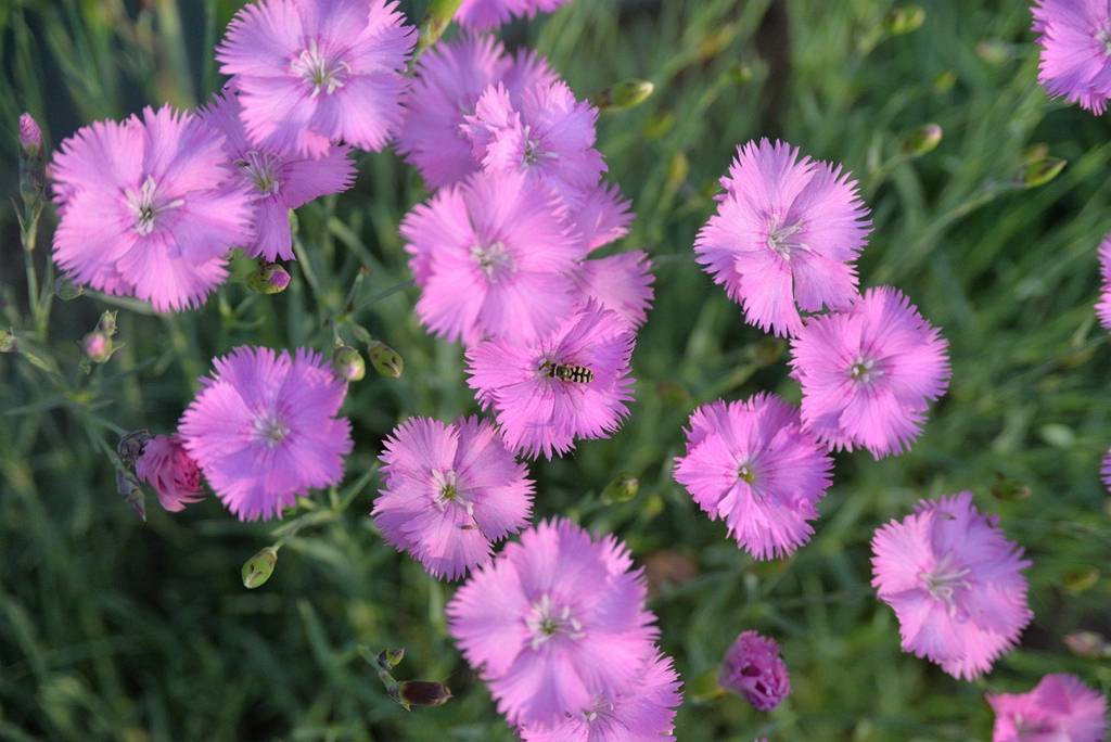 我见到的山东本土植物和园林栽培植物(504)羽瓣石竹(栽培)