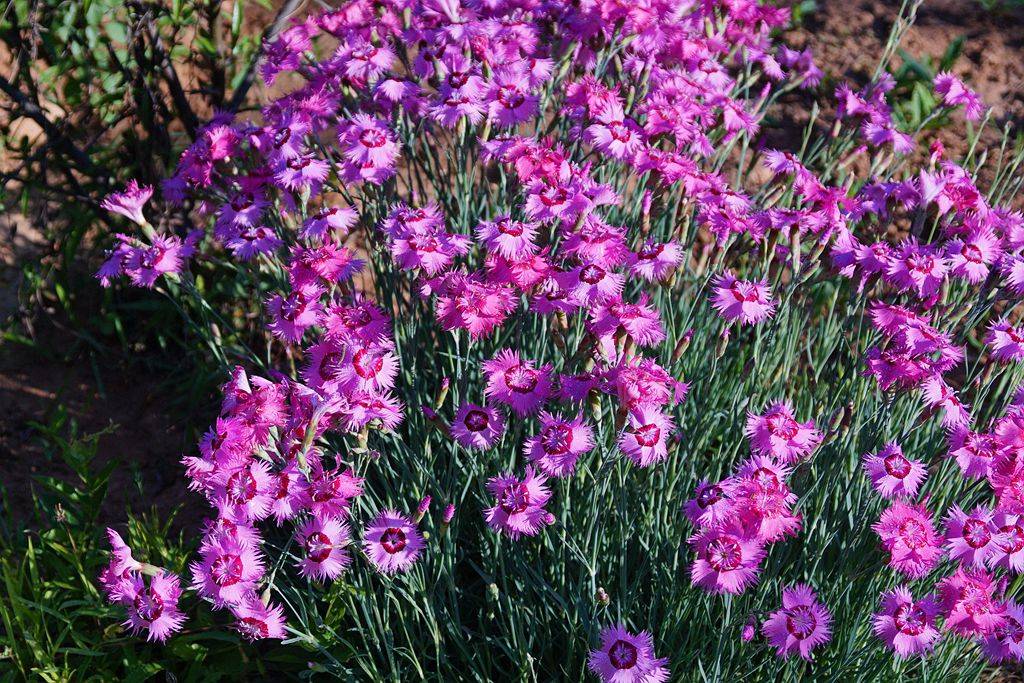 我见到的山东本土植物和园林栽培植物(504)羽瓣石竹(栽培)