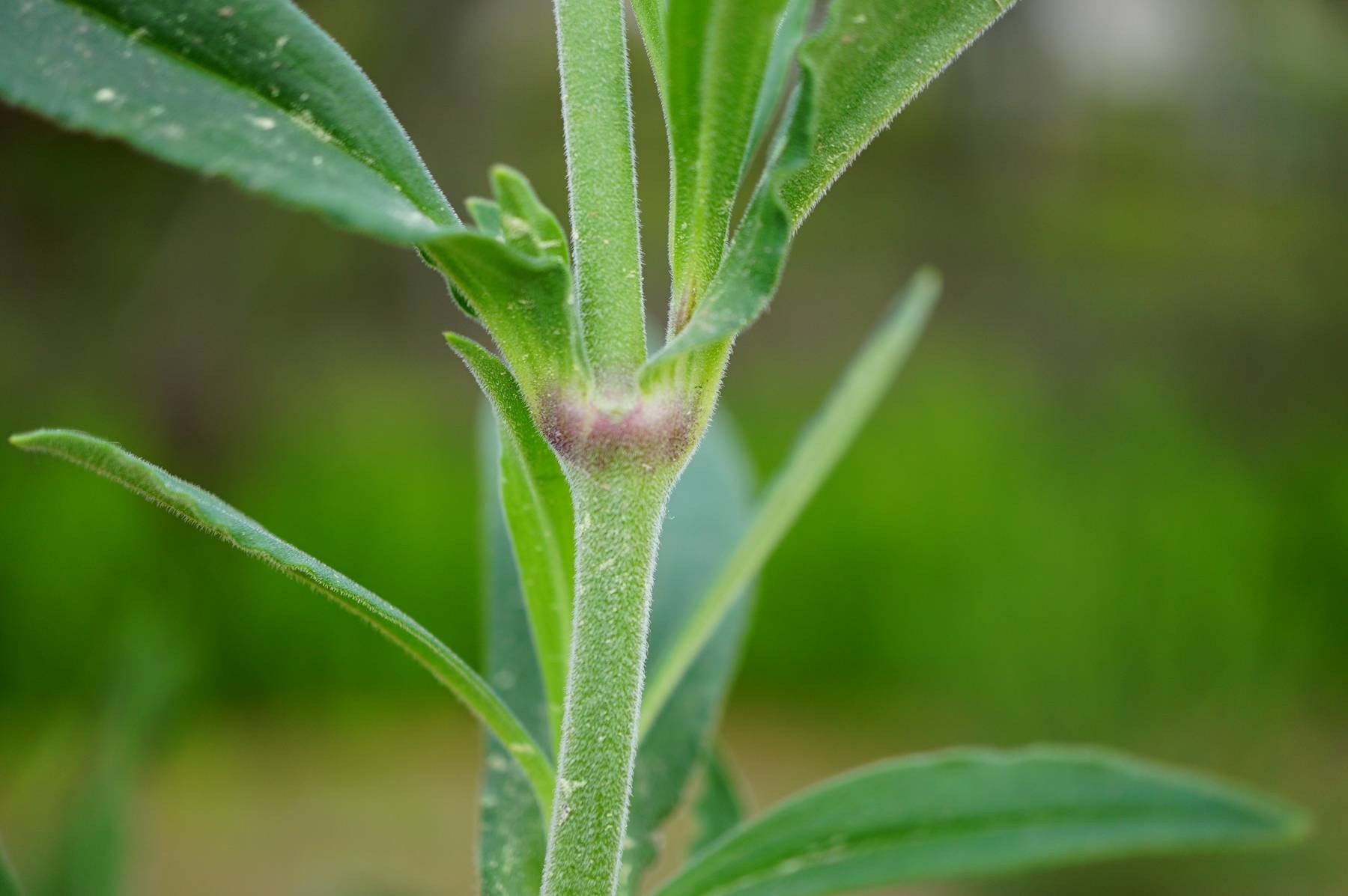 我见到的山东本土植物和园林栽培植物(509)女娄菜