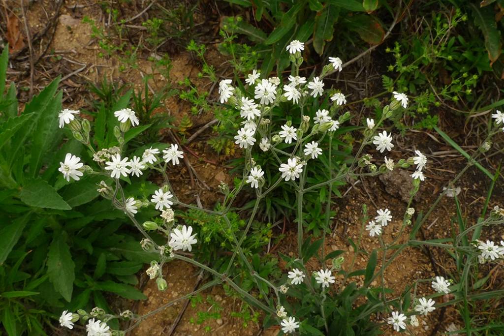 我见到的山东本土植物和园林栽培植物(509)女娄菜