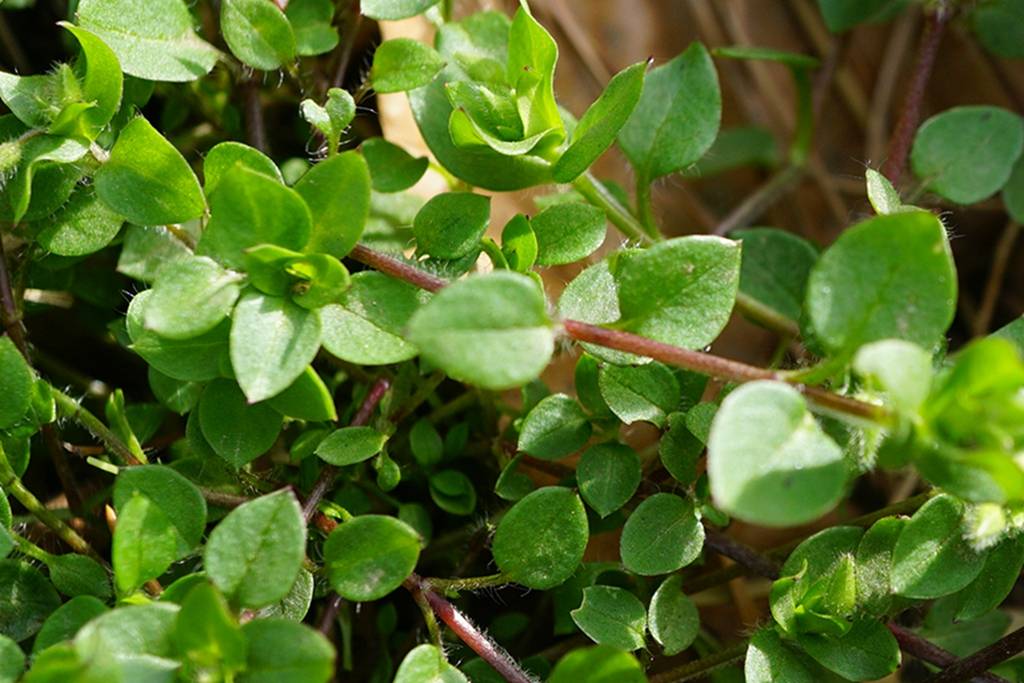 我见到的山东本土植物和园林栽培植物